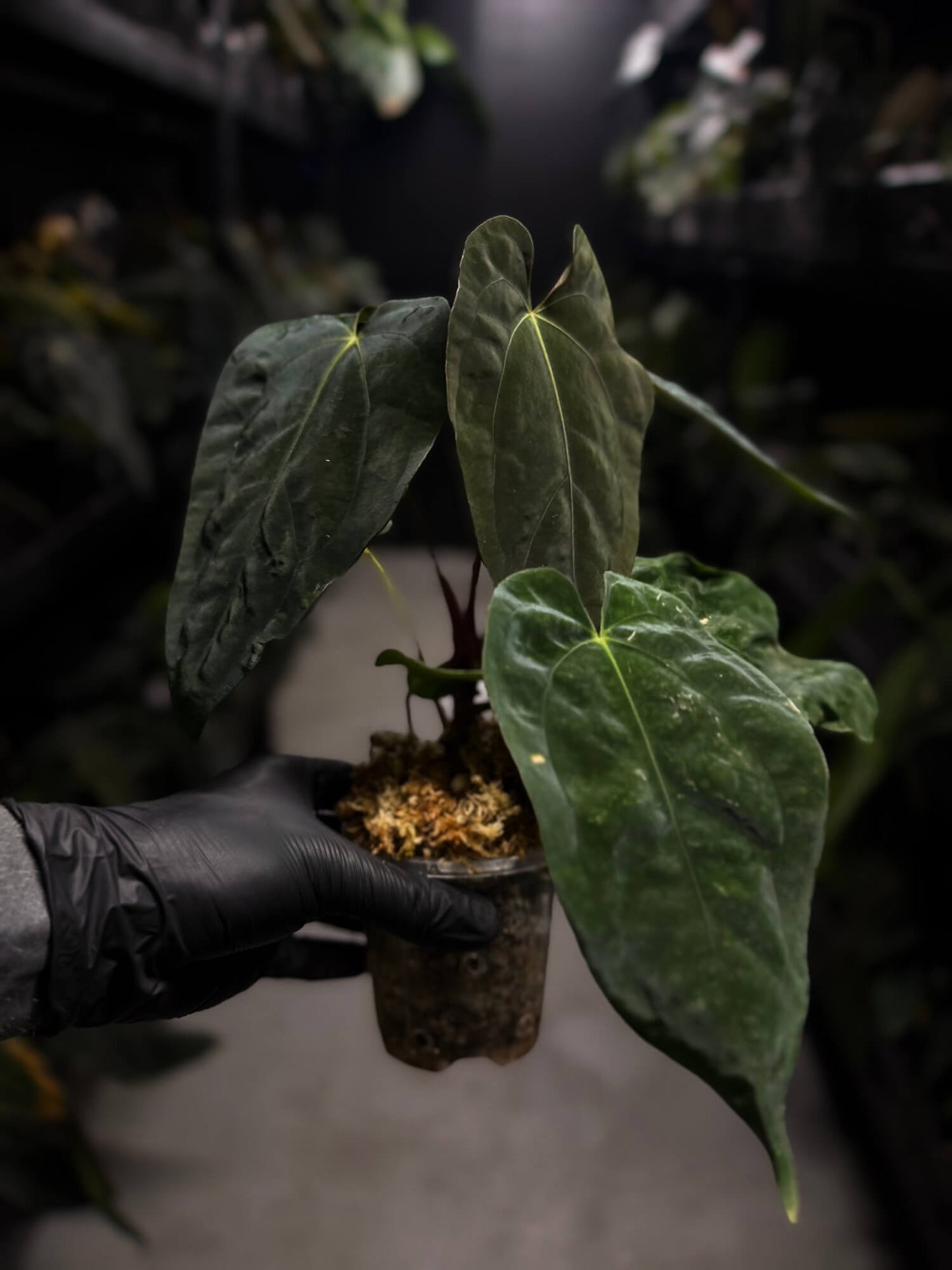 Anthurium 'Dropbear' x