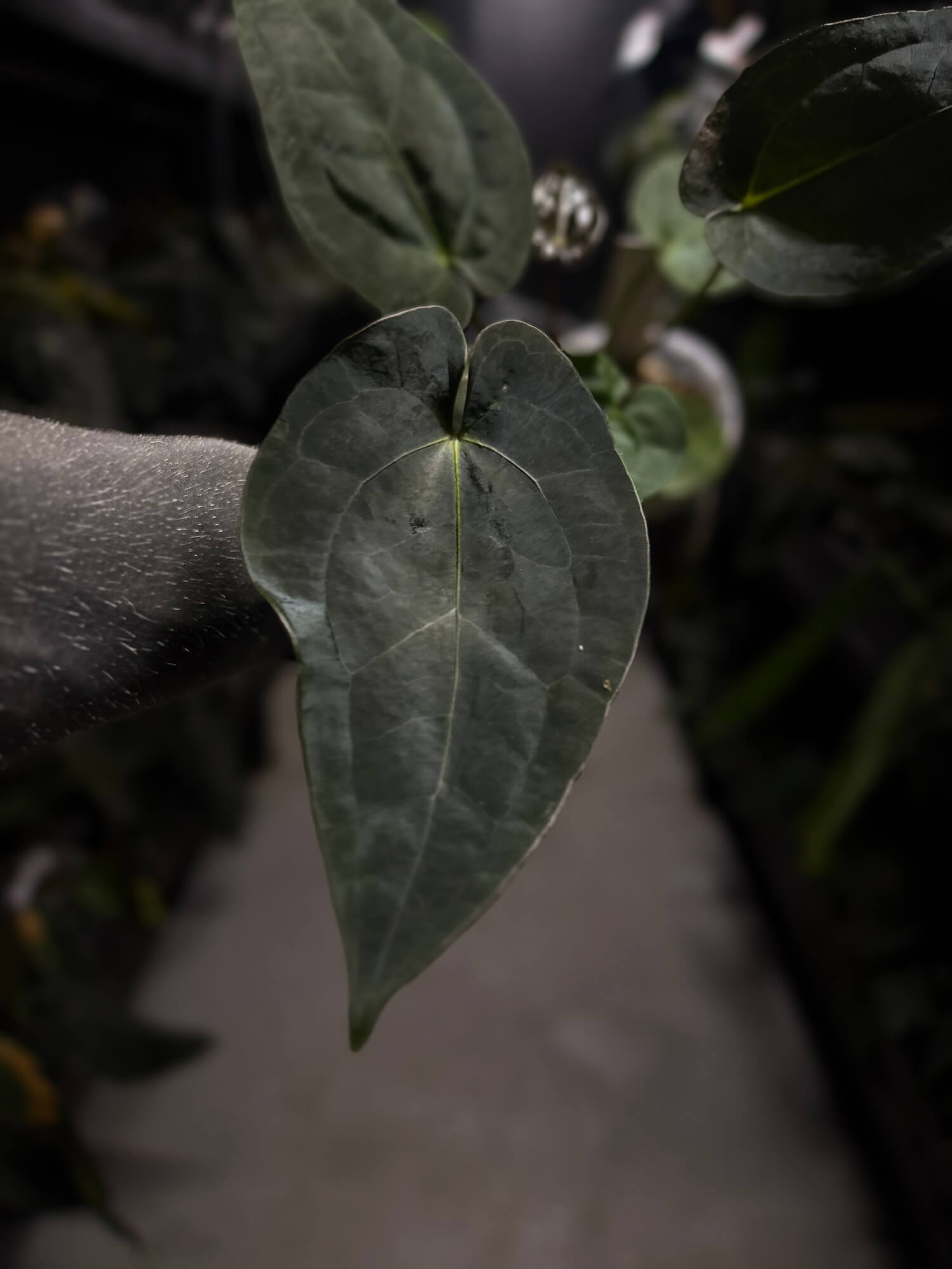 Anthurium #UluruDreams