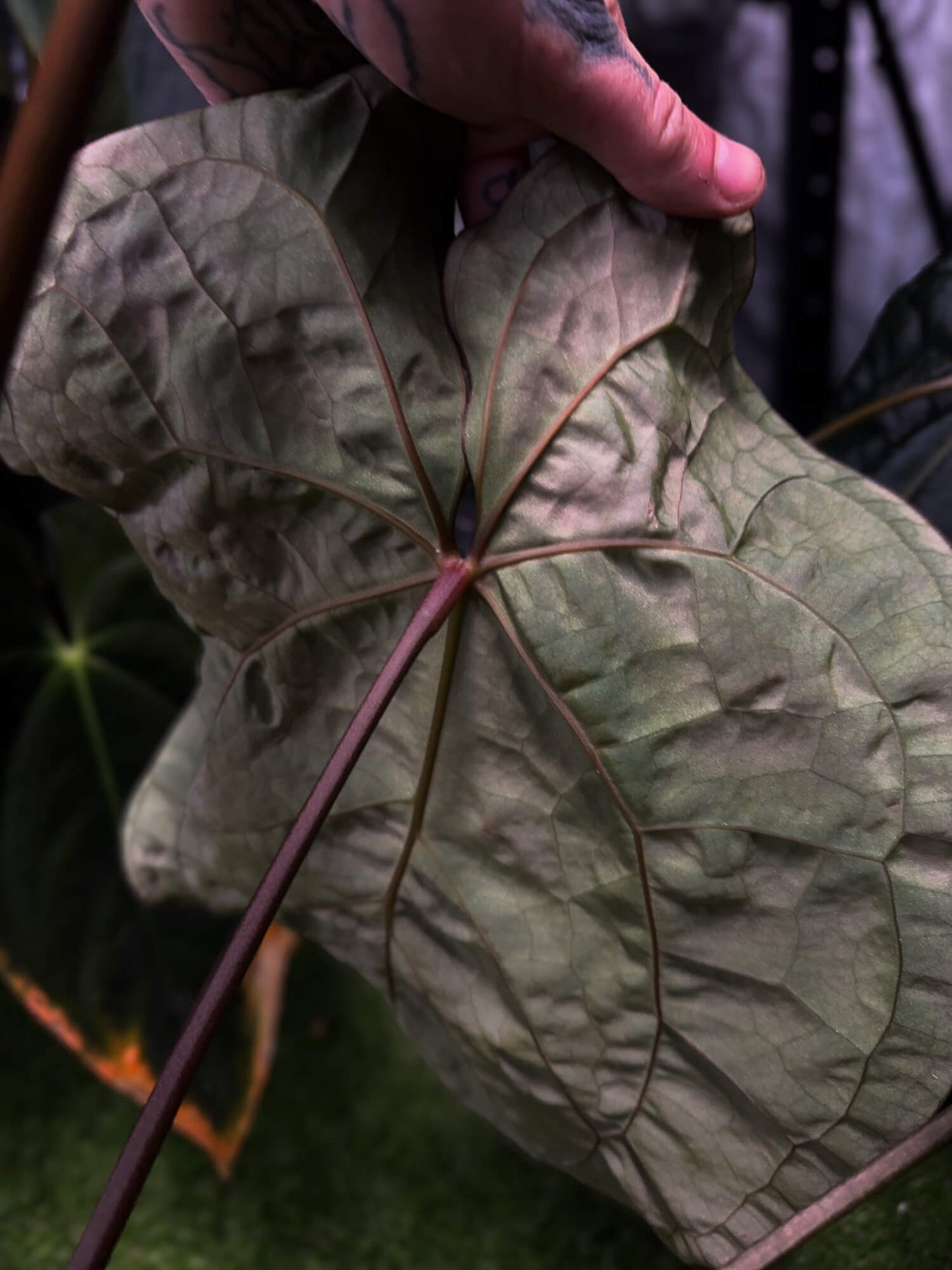 Anthurium ('Zara' x 'Michelle') x 'Jayda' • germinated seeds