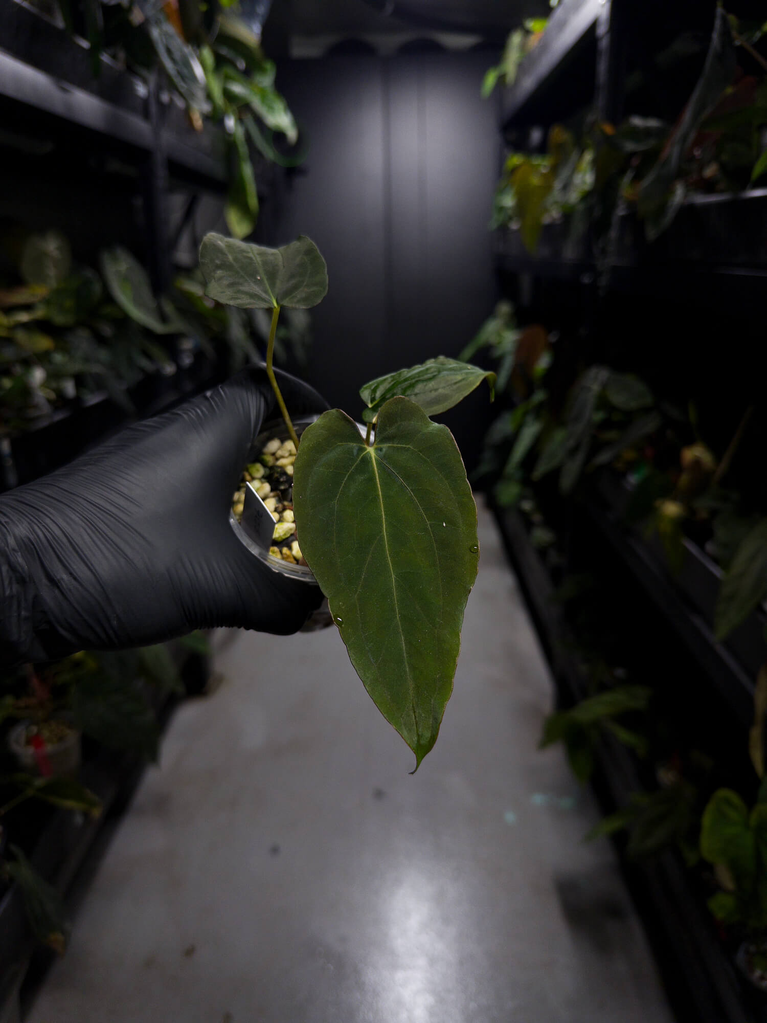 Anthurium papillilaminum 'green abaxial' x papillilaminum ex. LAS '2' • select holdback
