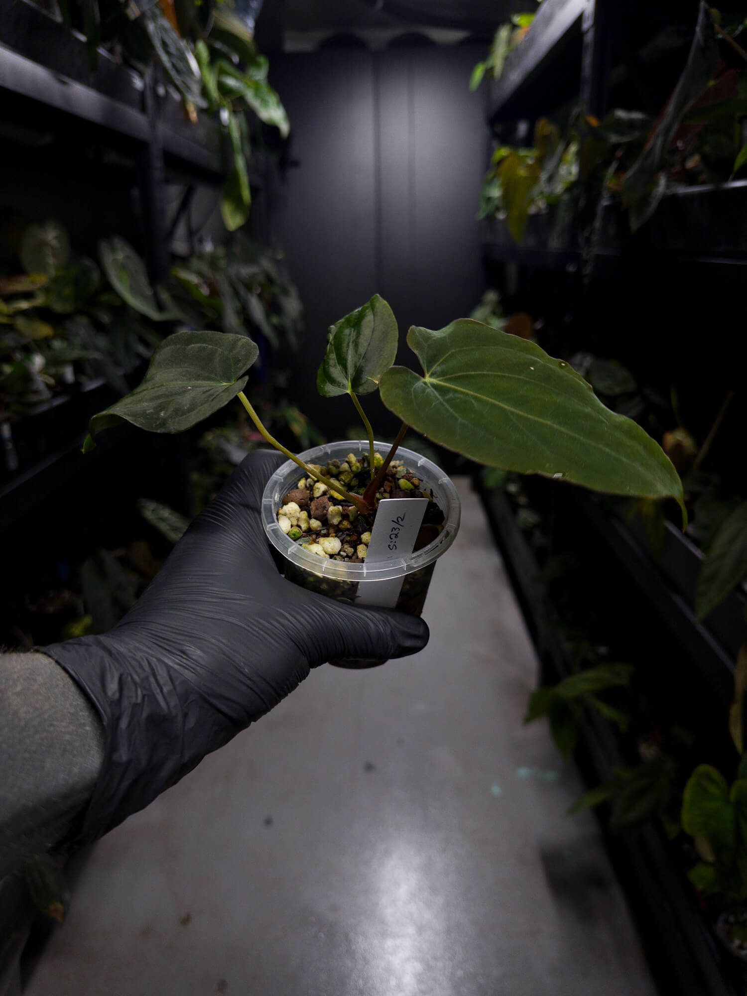 Anthurium papillilaminum 'green abaxial' x papillilaminum ex. LAS '2' • select holdback