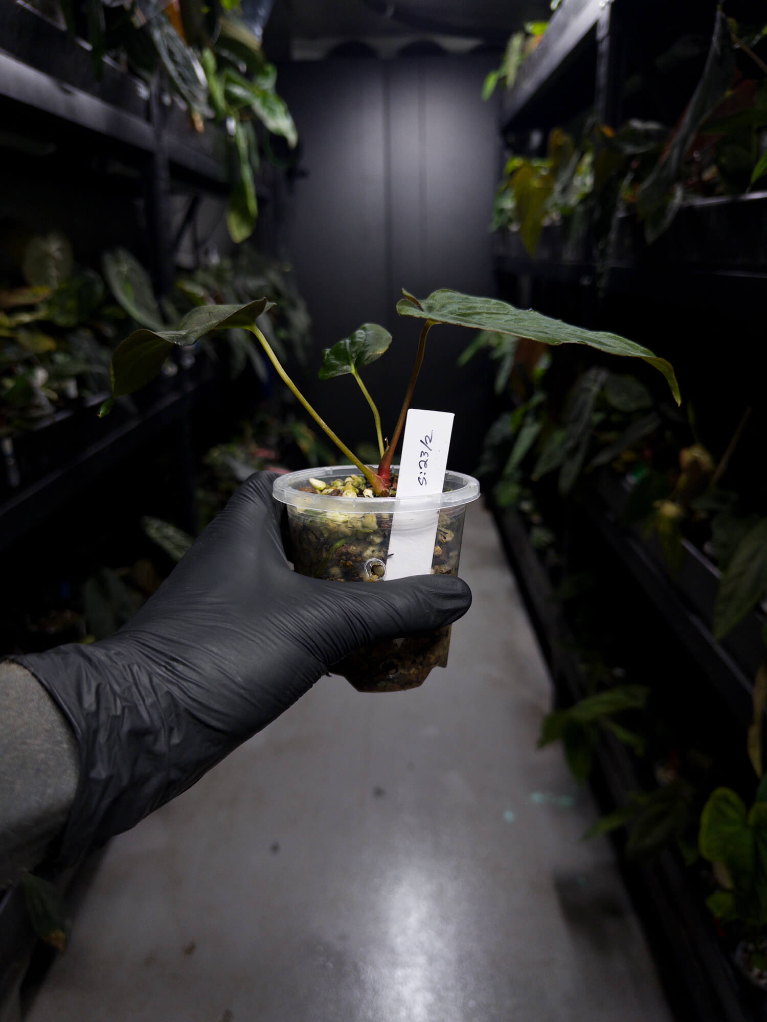 Anthurium papillilaminum 'green abaxial' x papillilaminum ex. LAS '2' • select holdback