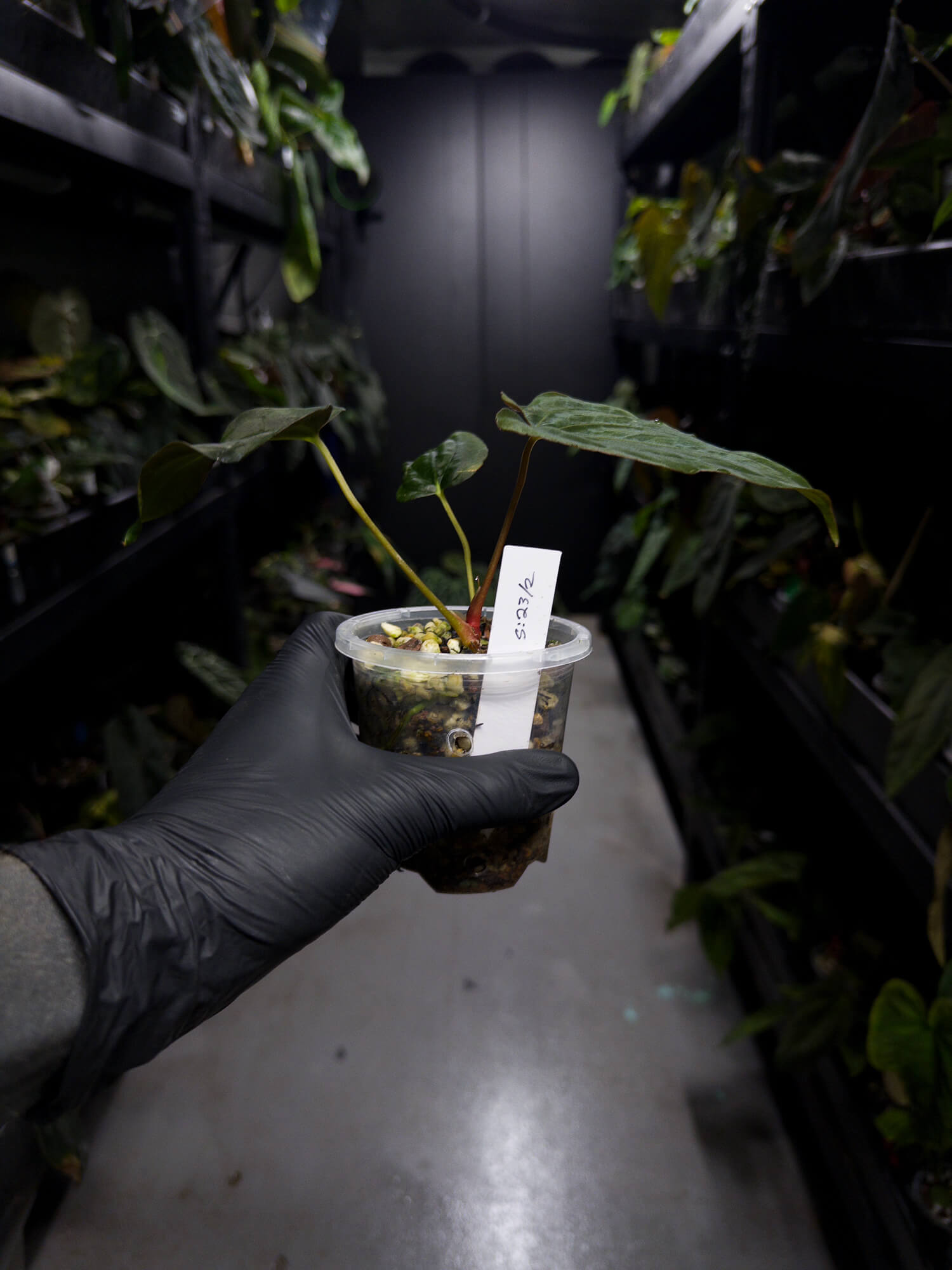 Anthurium papillilaminum 'green abaxial' x papillilaminum ex. LAS '2' • select holdback
