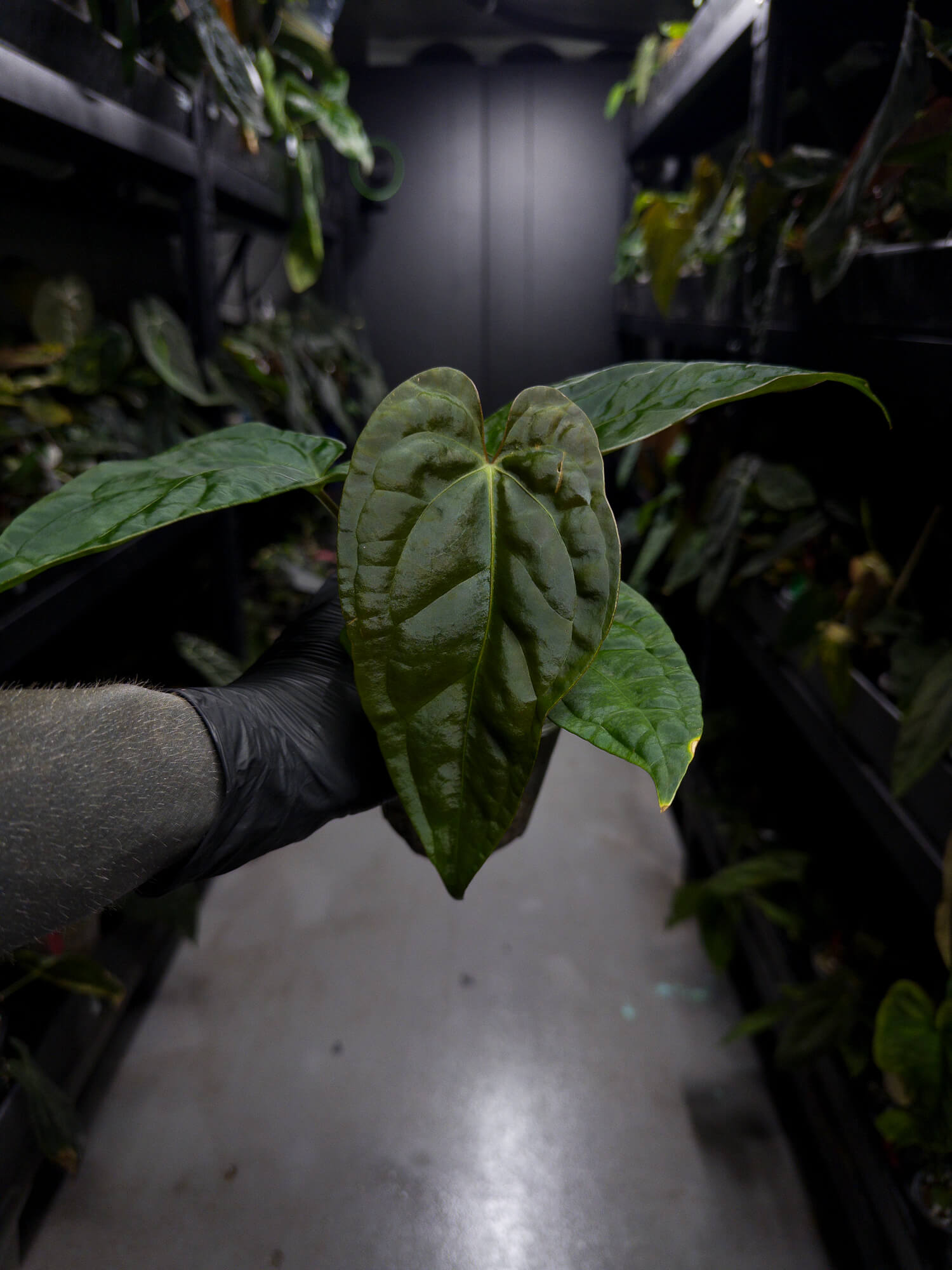Anthurium #moloch • #TwinPhoenix 'Narrow' x 'Dropbear'