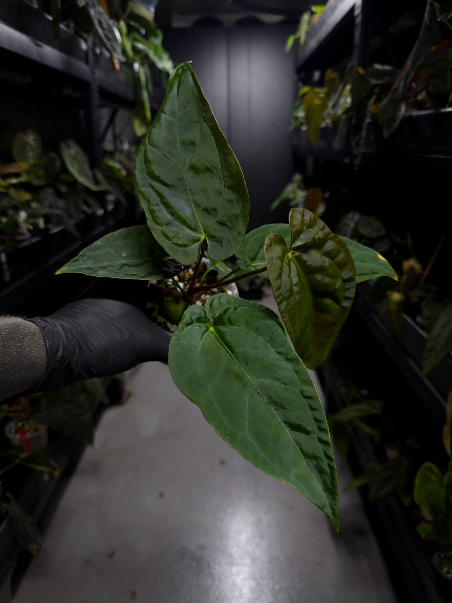 Anthurium #moloch • #TwinPhoenix 'Narrow' x 'Dropbear'