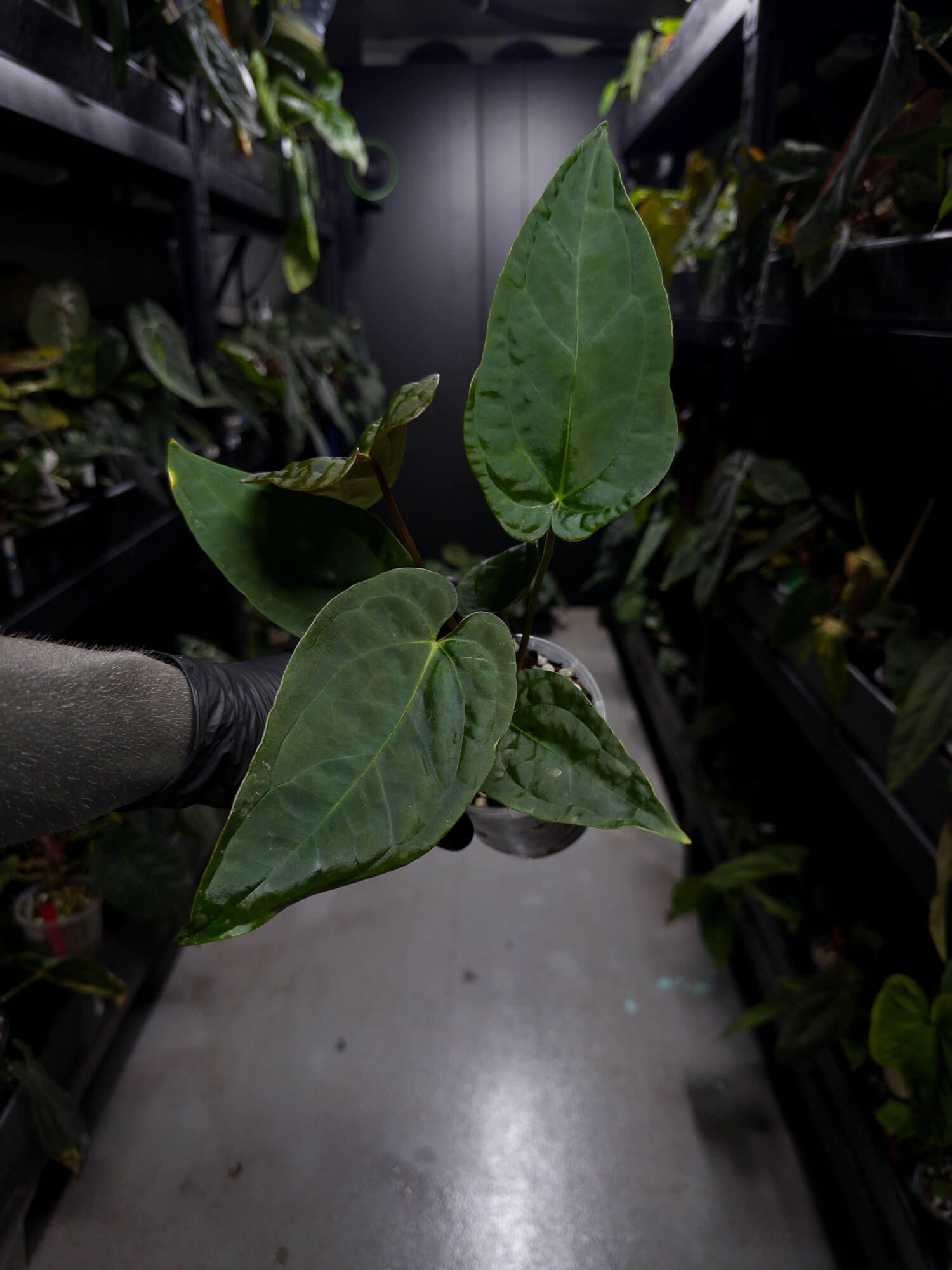 Anthurium #moloch • #TwinPhoenix 'Narrow' x 'Dropbear'