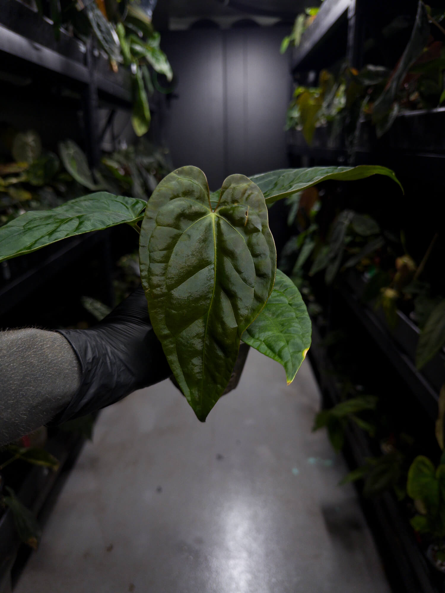 Anthurium #moloch • #TwinPhoenix 'Narrow' x 'Dropbear'