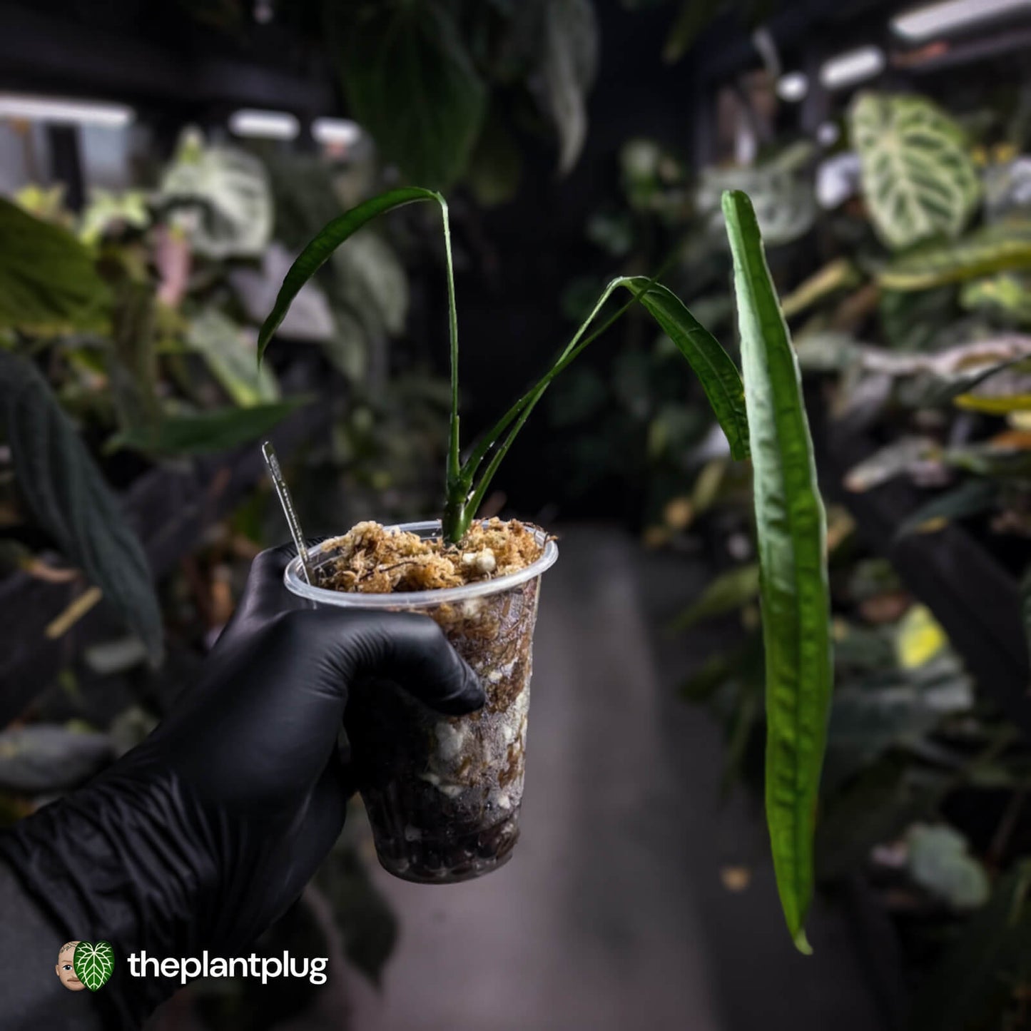 Anthurium lutheri • rarely offered