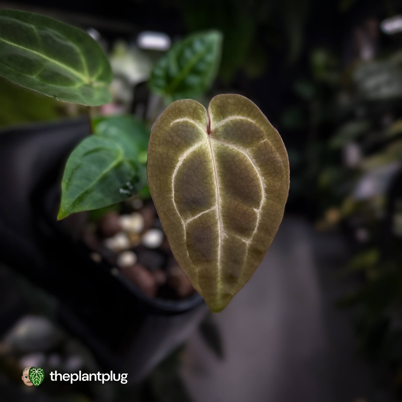 Anthurium (regale x 'SKG hybrid') x besseae aff – The Plant Plug