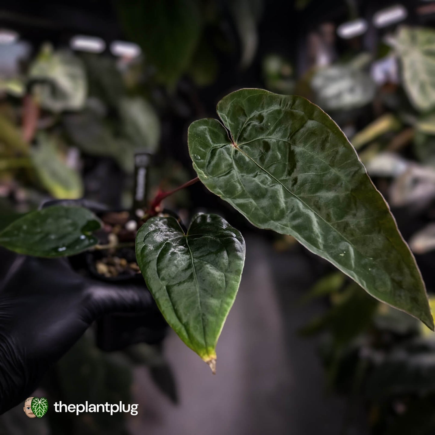 Anthurium 'Calculus' x 'Black Cherry' • select