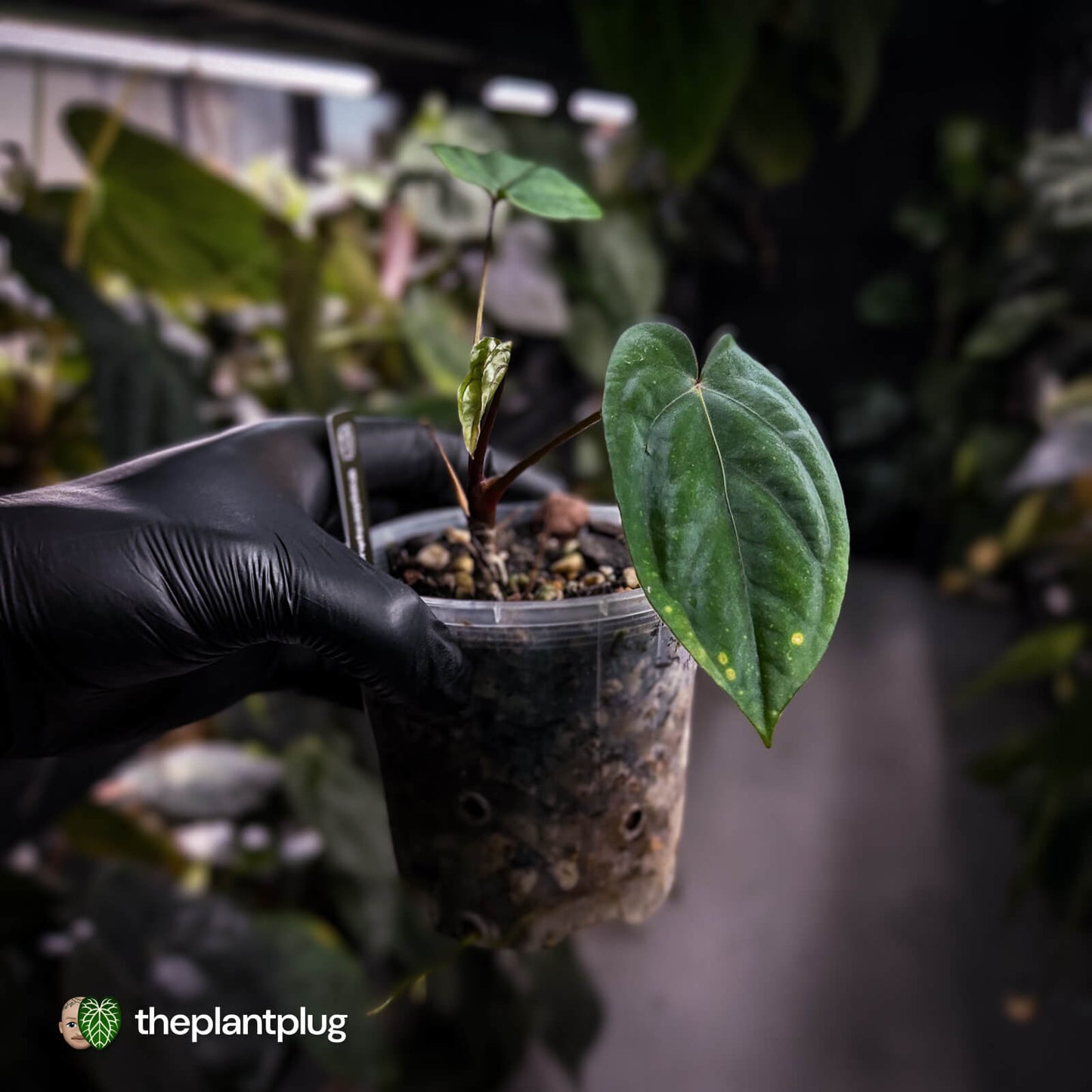 Anthurium 'Midnight Velvet Deep Ruby' 💜