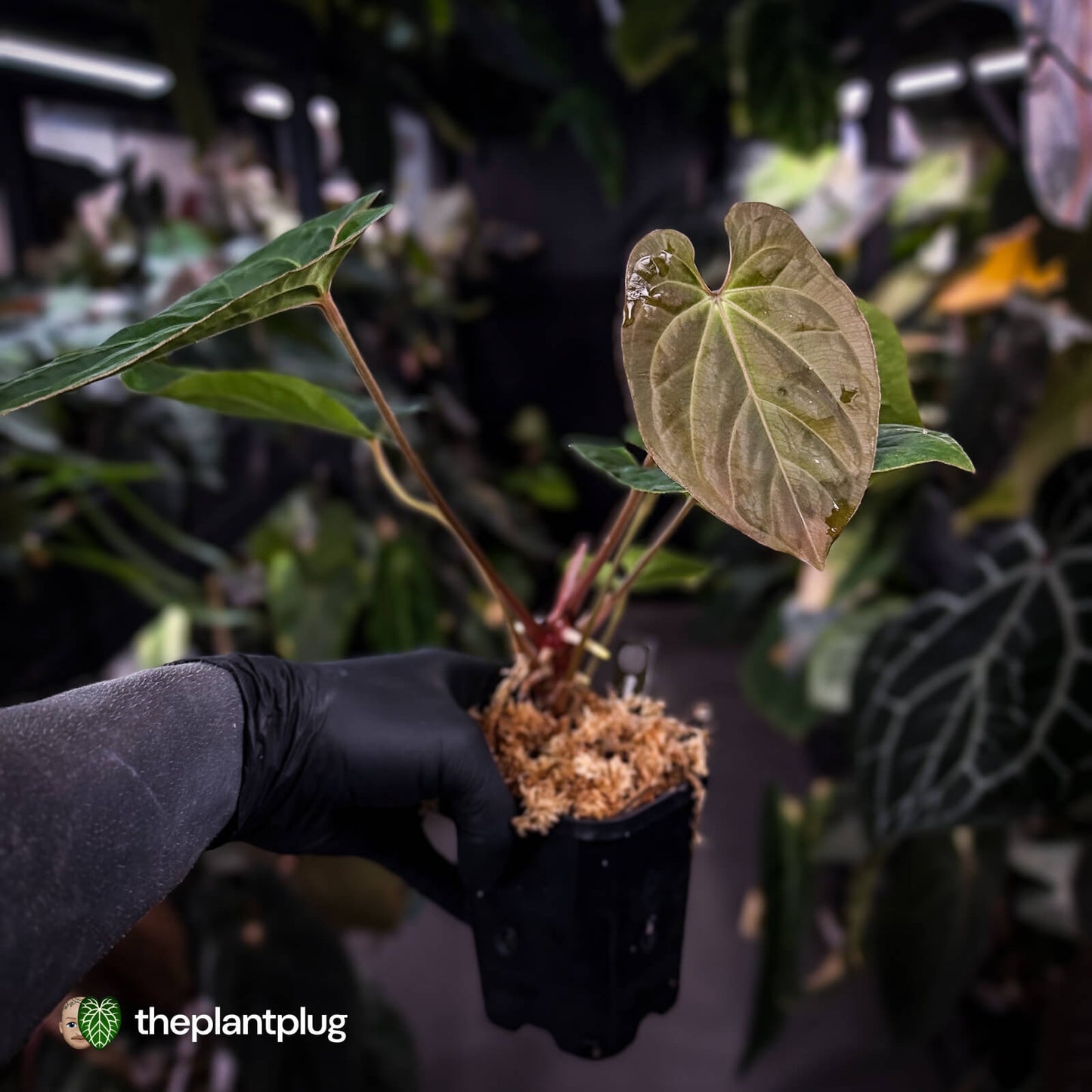 Anthurium besseae aff x kunayalense