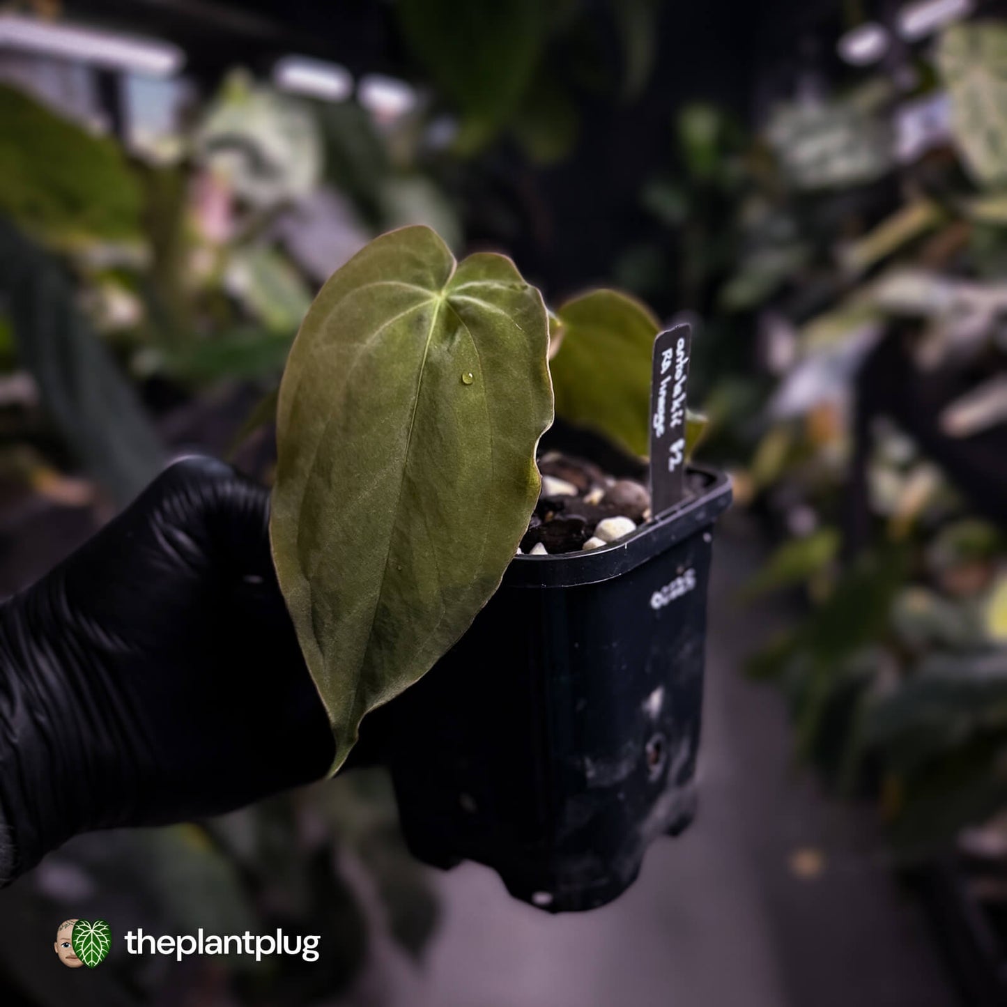 Anthurium antolakii / 'BVEP' f2