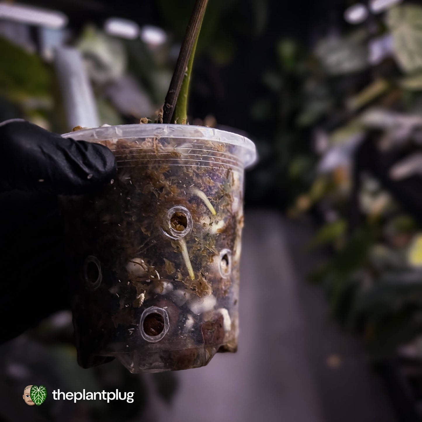 Anthurium crystallinum x 'Guatemalan NOID' β’ XL plant