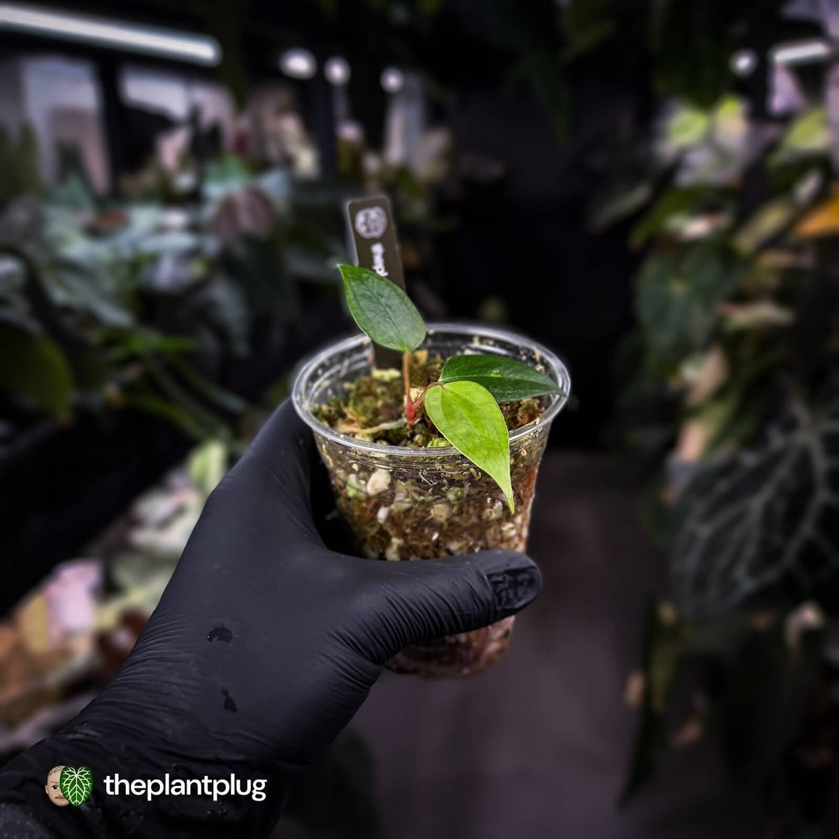 Anthurium 'Indo Port' x (papillilaminum 'FS' x 'RVDP') • flat sinus
