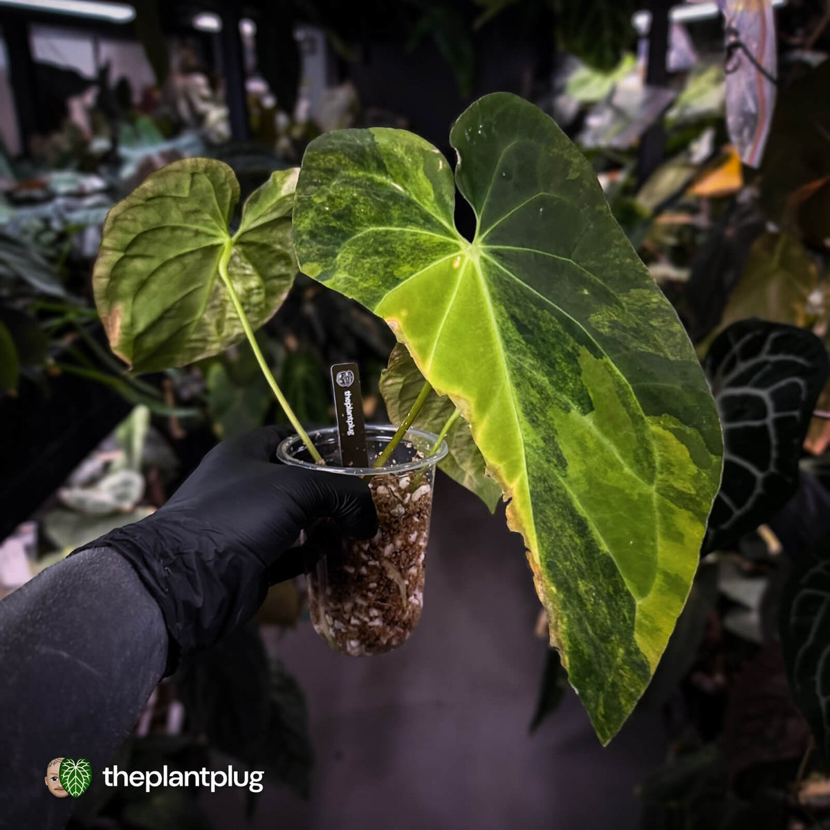 Anthurium papillilaminum x • highly variegated