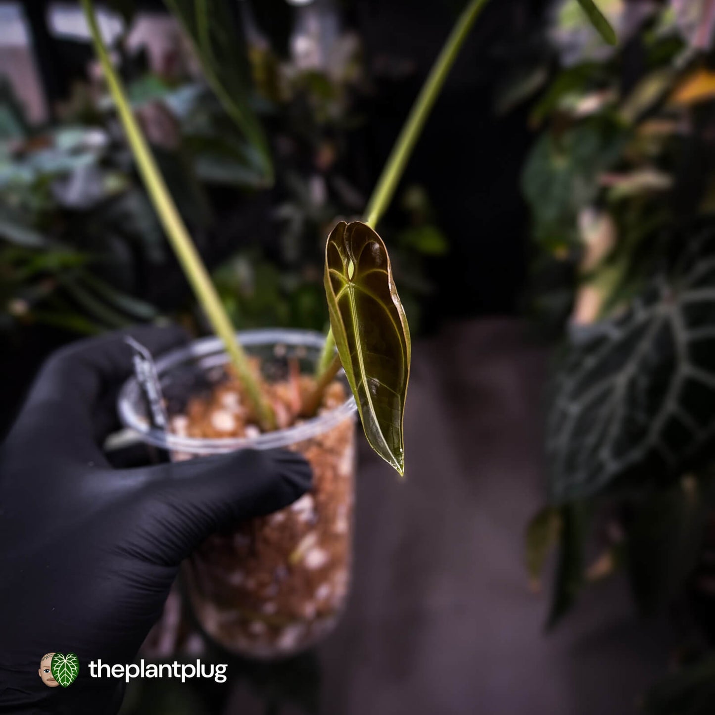 Anthurium besseae aff