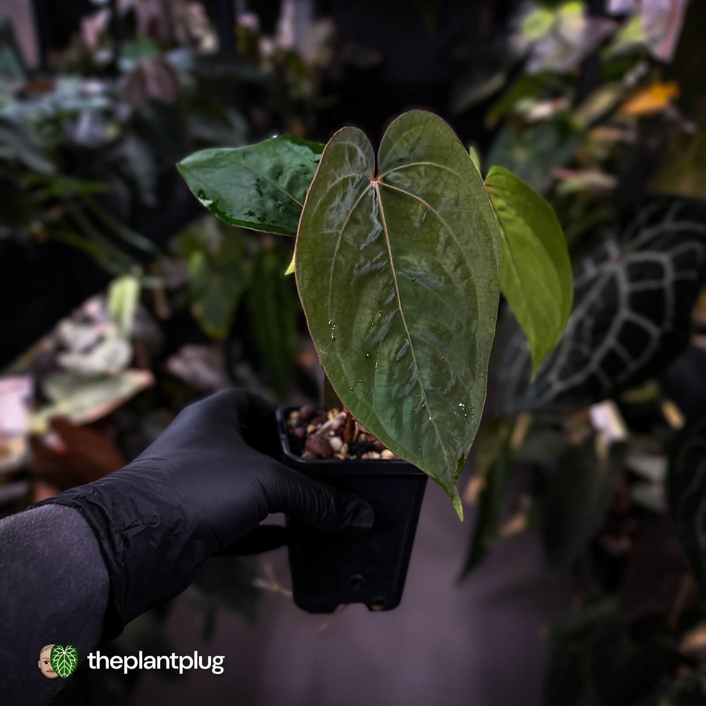 Anthurium 'Scarlet Moon' x (antolakii 'Felix' x kunayalense)