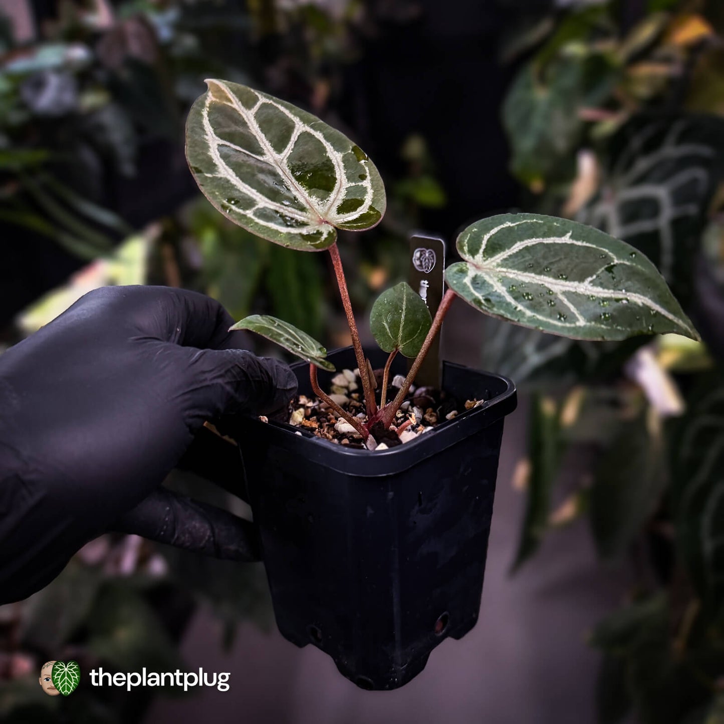 Anthurium ('SKG Silver' x 'Red Crystal') x ('Michelle' f2)