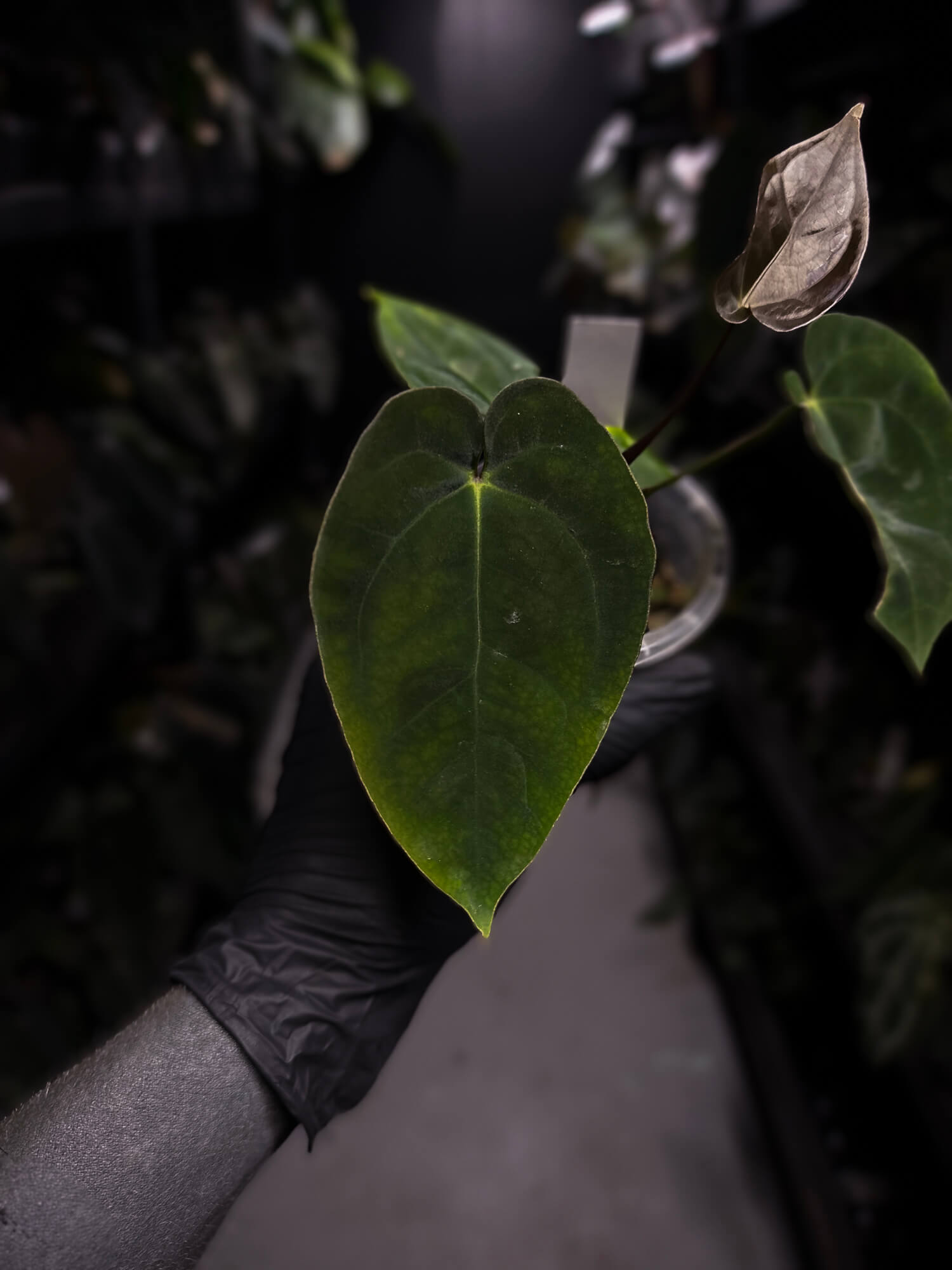 Anthurium 'Waddle Noid' x antolakii / 'BVEP' ('Round x RA')