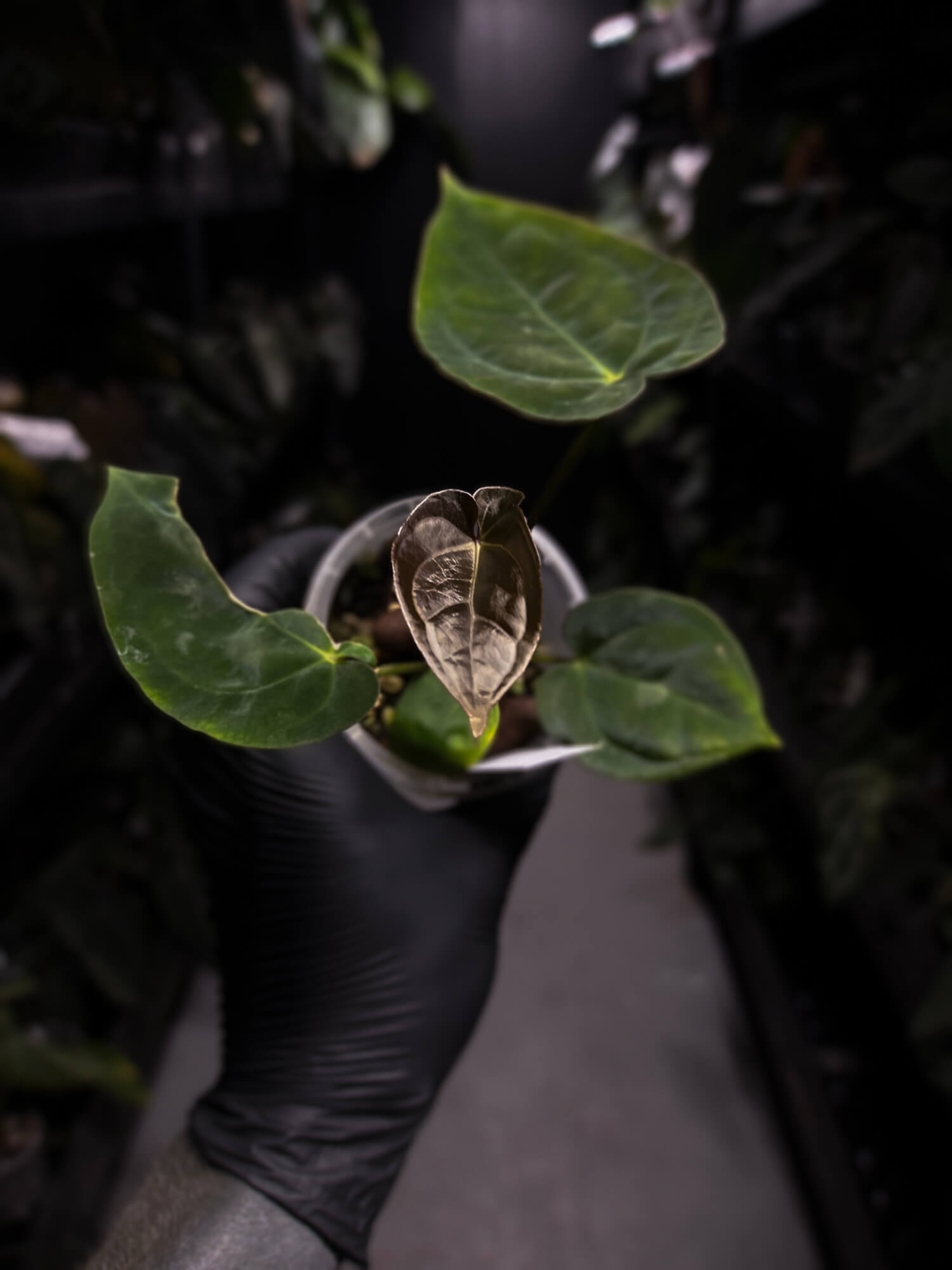Anthurium 'Waddle Noid' x antolakii / 'BVEP' ('Round x RA')