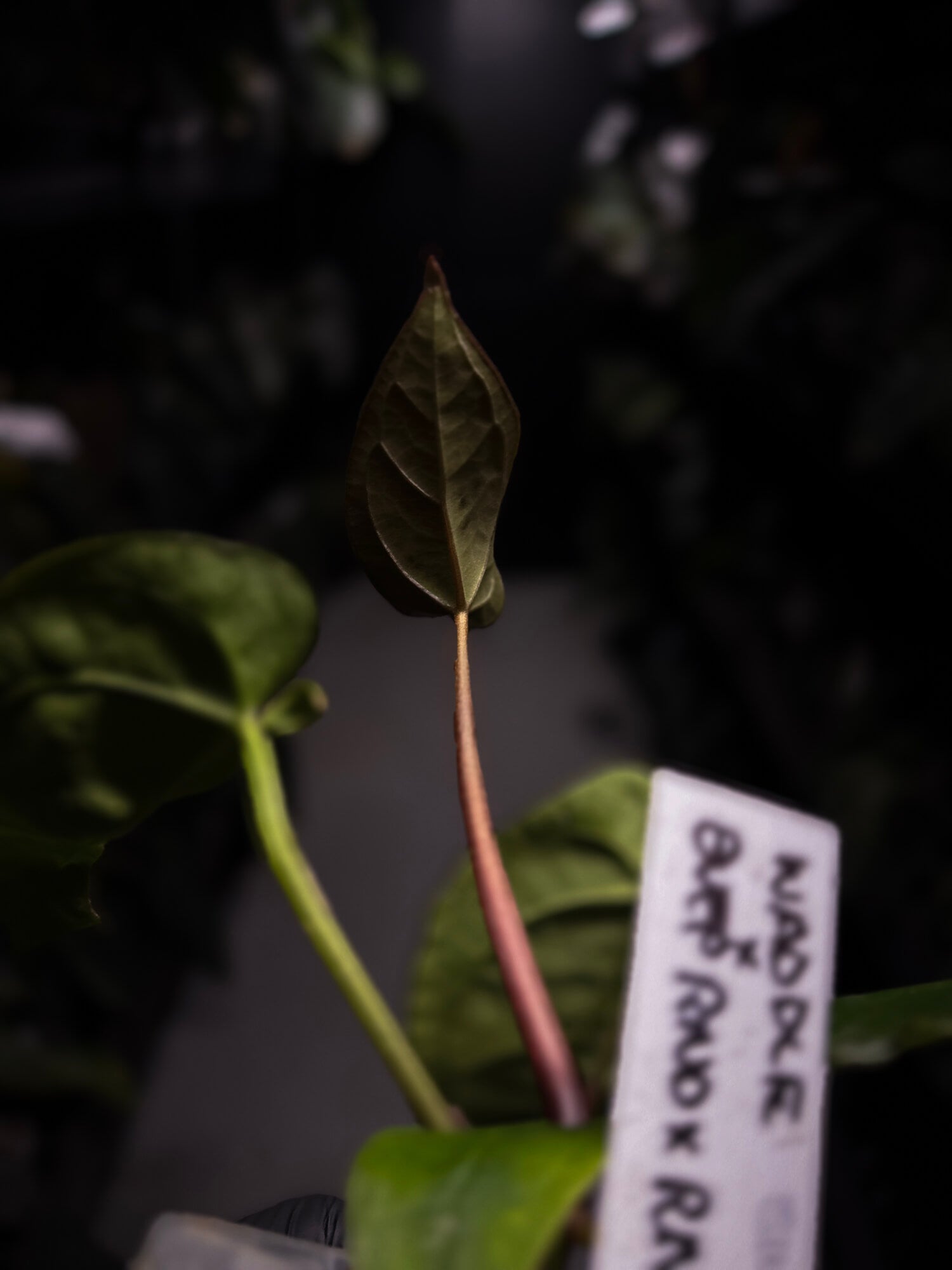 Anthurium 'Waddle Noid' x antolakii / 'BVEP' ('Round x RA')
