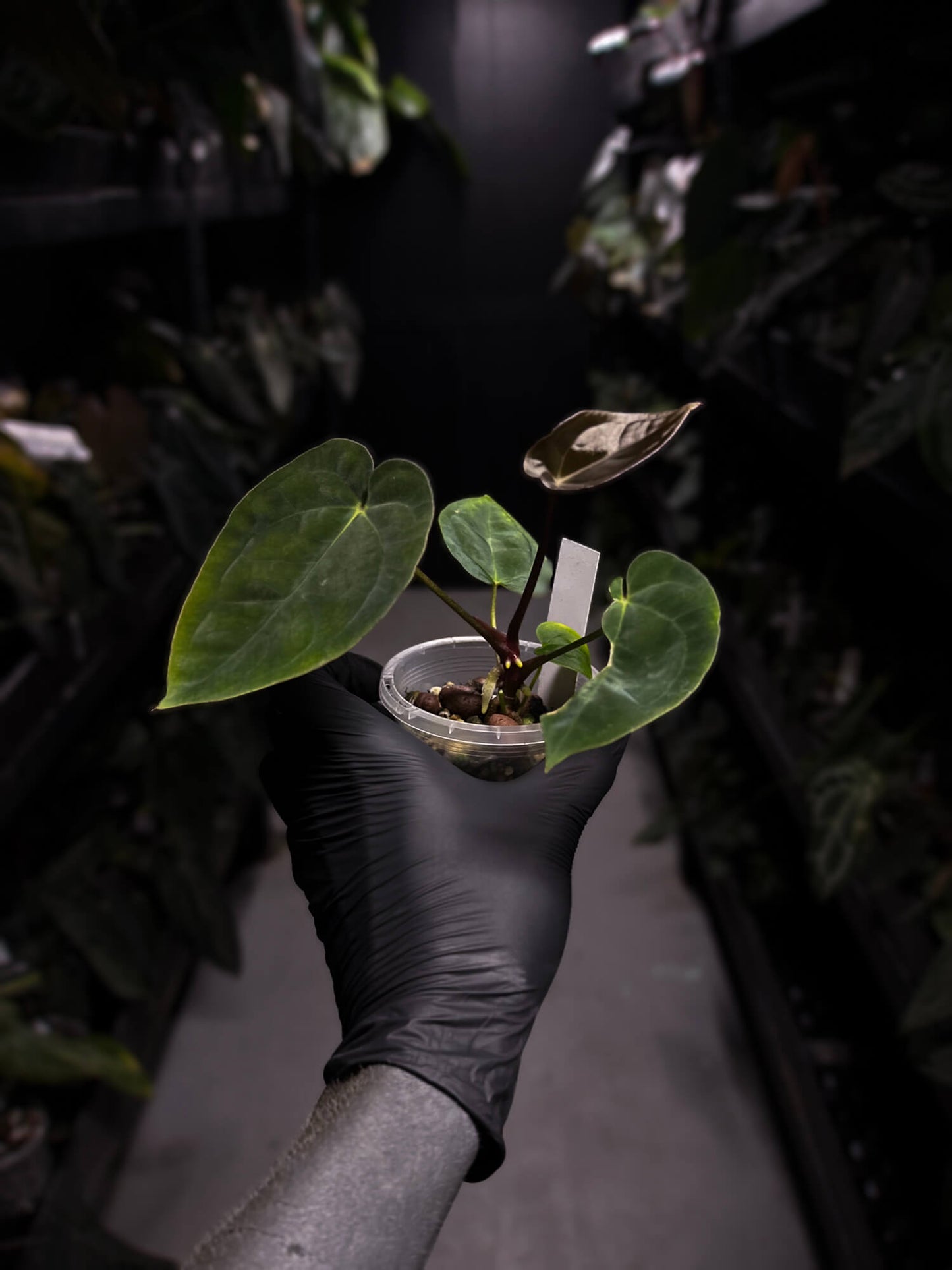 Anthurium 'Waddle Noid' x antolakii / 'BVEP' ('Round x RA')