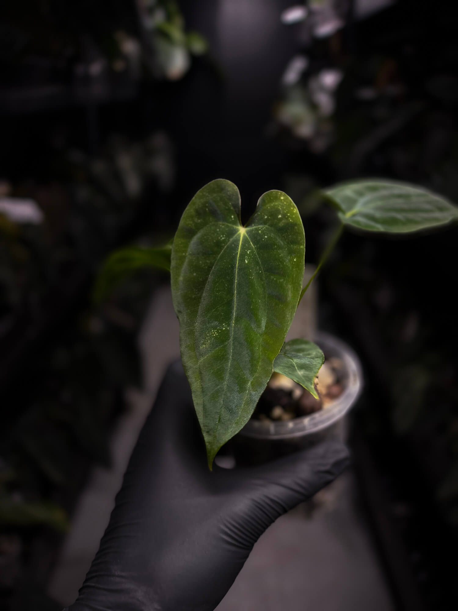 Anthurium papillilaminum 'RA6' x antolakii / 'BVEP' ('Round x RA')