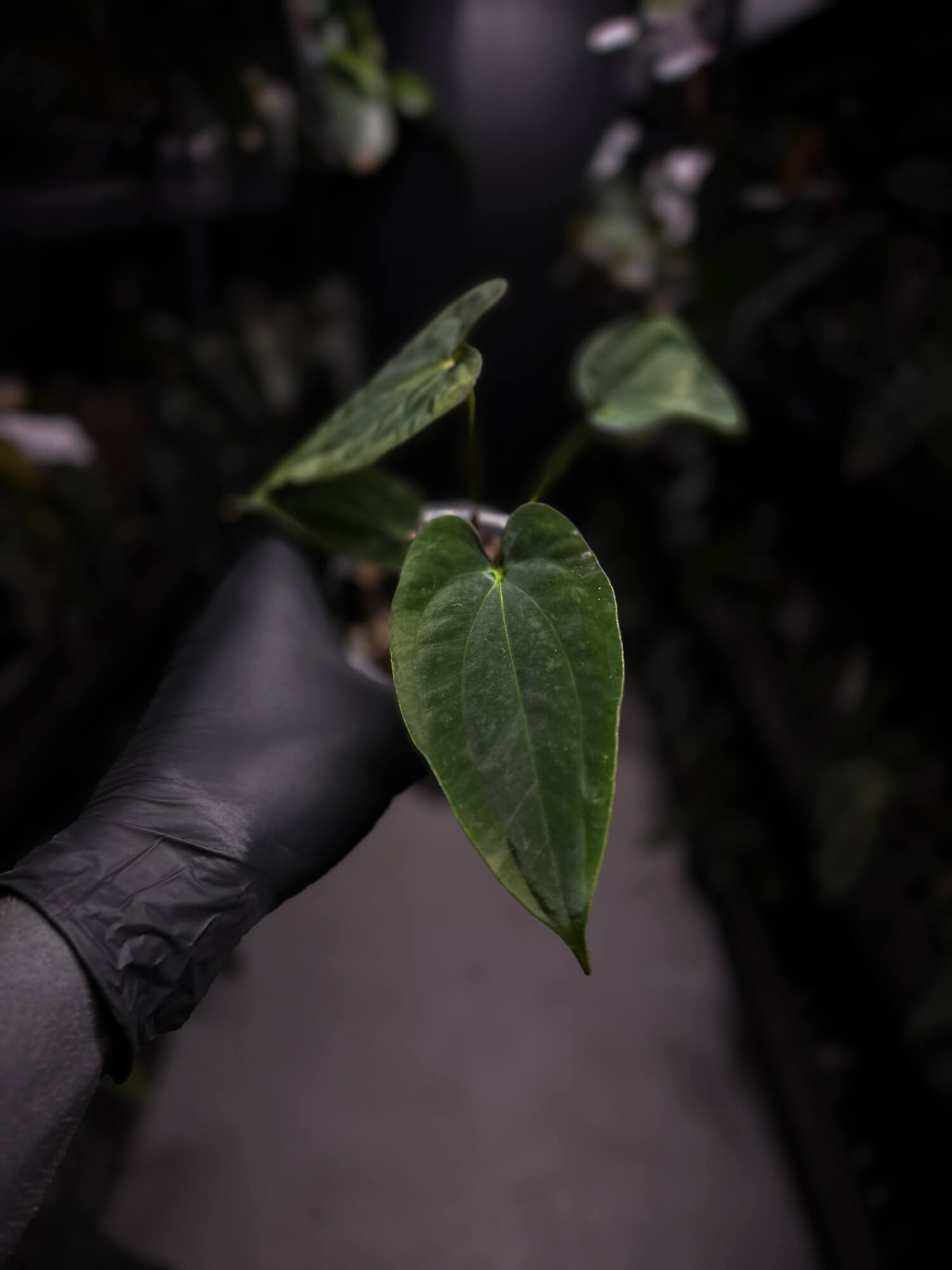 Anthurium papillilaminum 'RA6' x antolakii / 'BVEP' ('Round x RA')