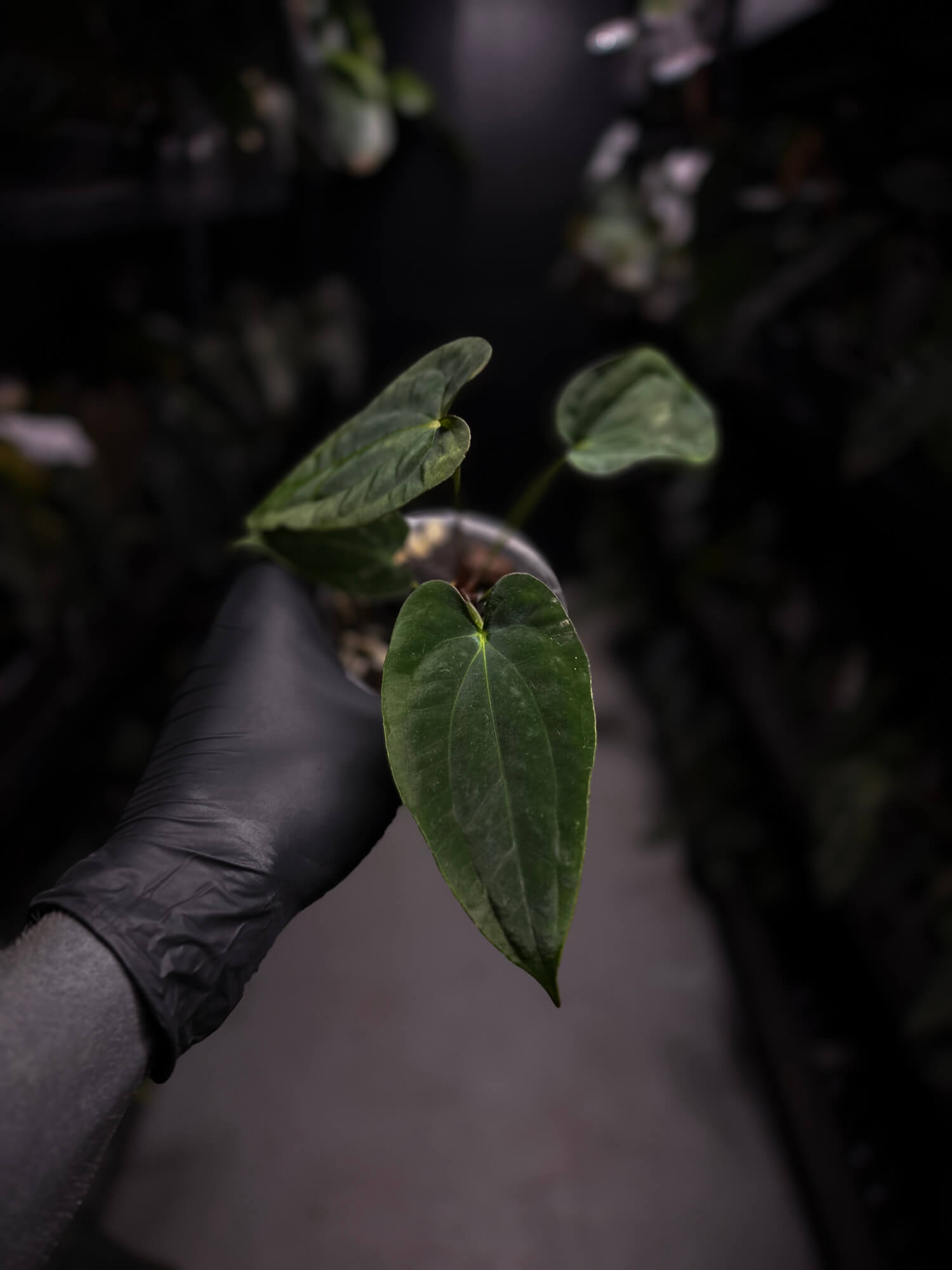 Anthurium papillilaminum 'RA6' x antolakii / 'BVEP' ('Round x RA')