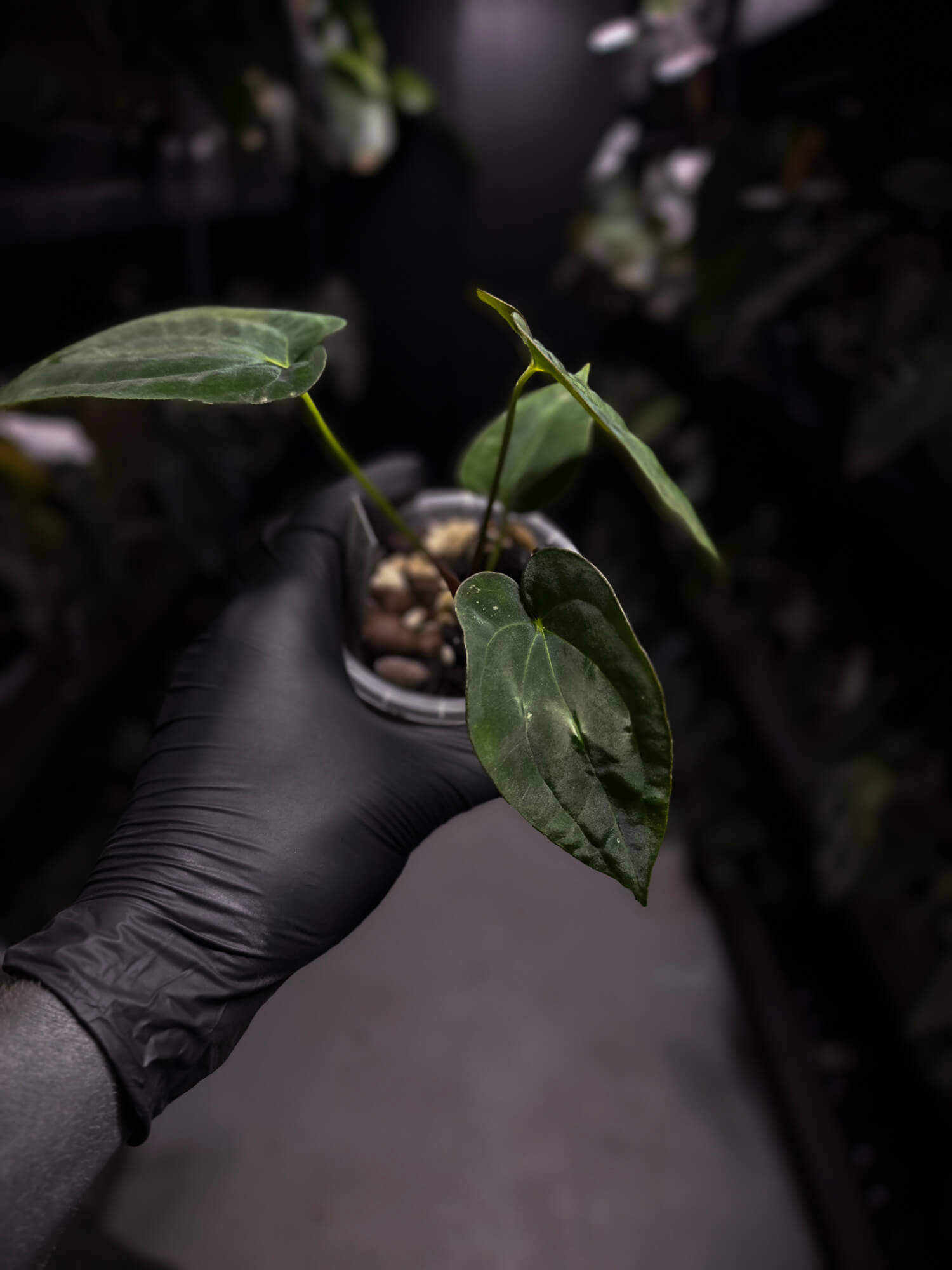 Anthurium papillilaminum 'RA6' x antolakii / 'BVEP' ('Round x RA')