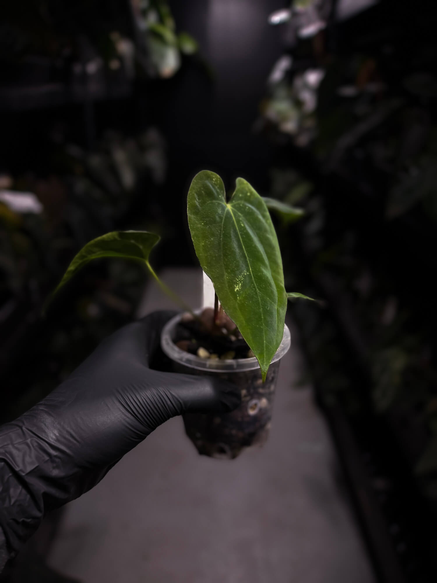Anthurium papillilaminum 'RA6' x antolakii / 'BVEP' ('Round x RA')