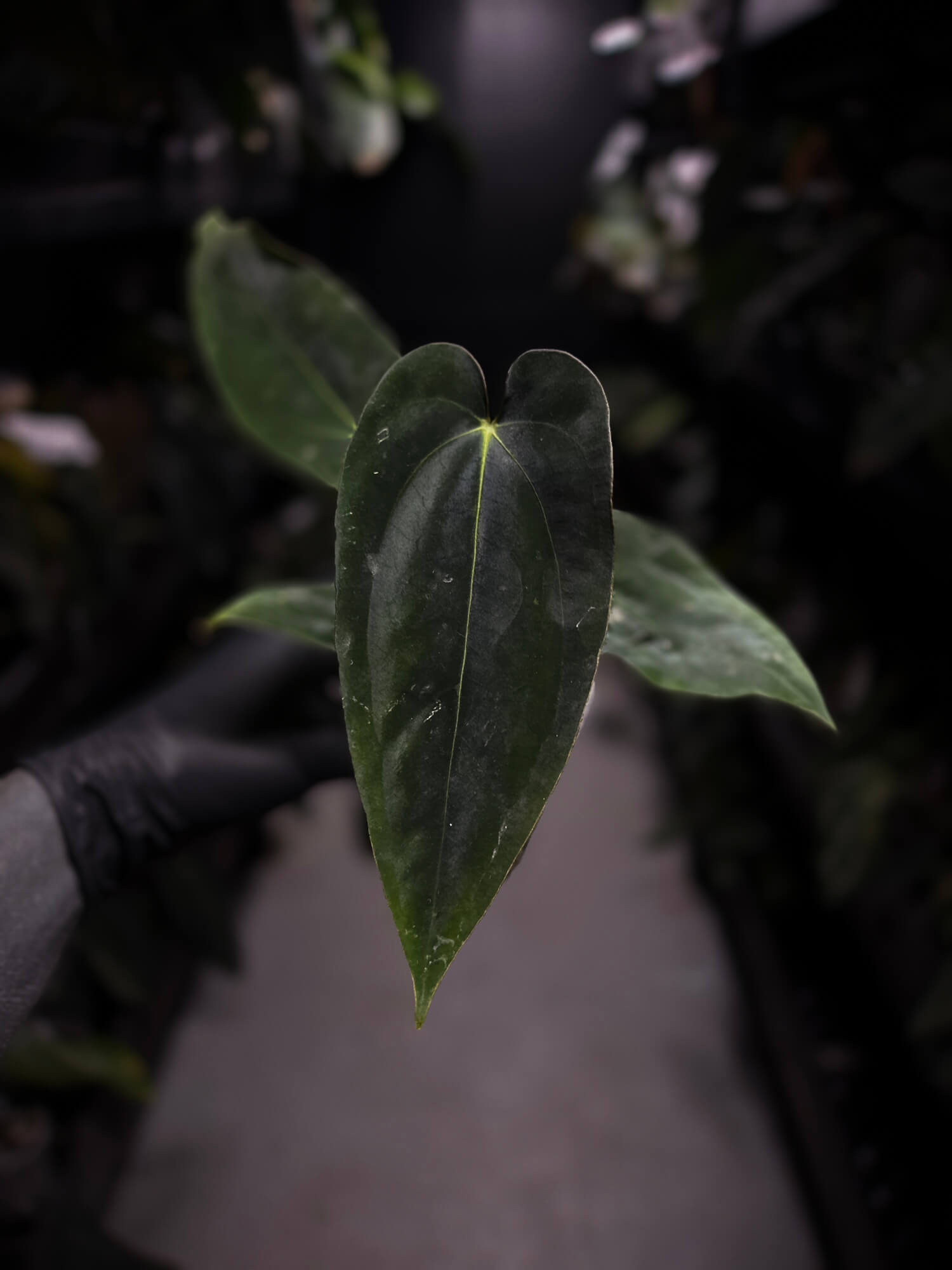 Anthurium papillilaminum 'RA6' x antolakii / 'BVEP' ('Round x RA')