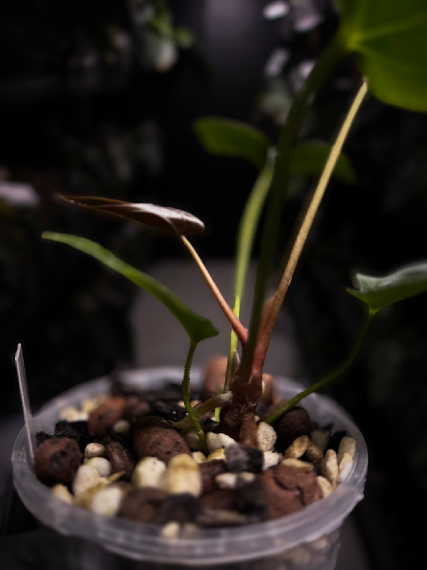 Anthurium papillilaminum 'RA6' x antolakii / 'BVEP' ('Round x RA')