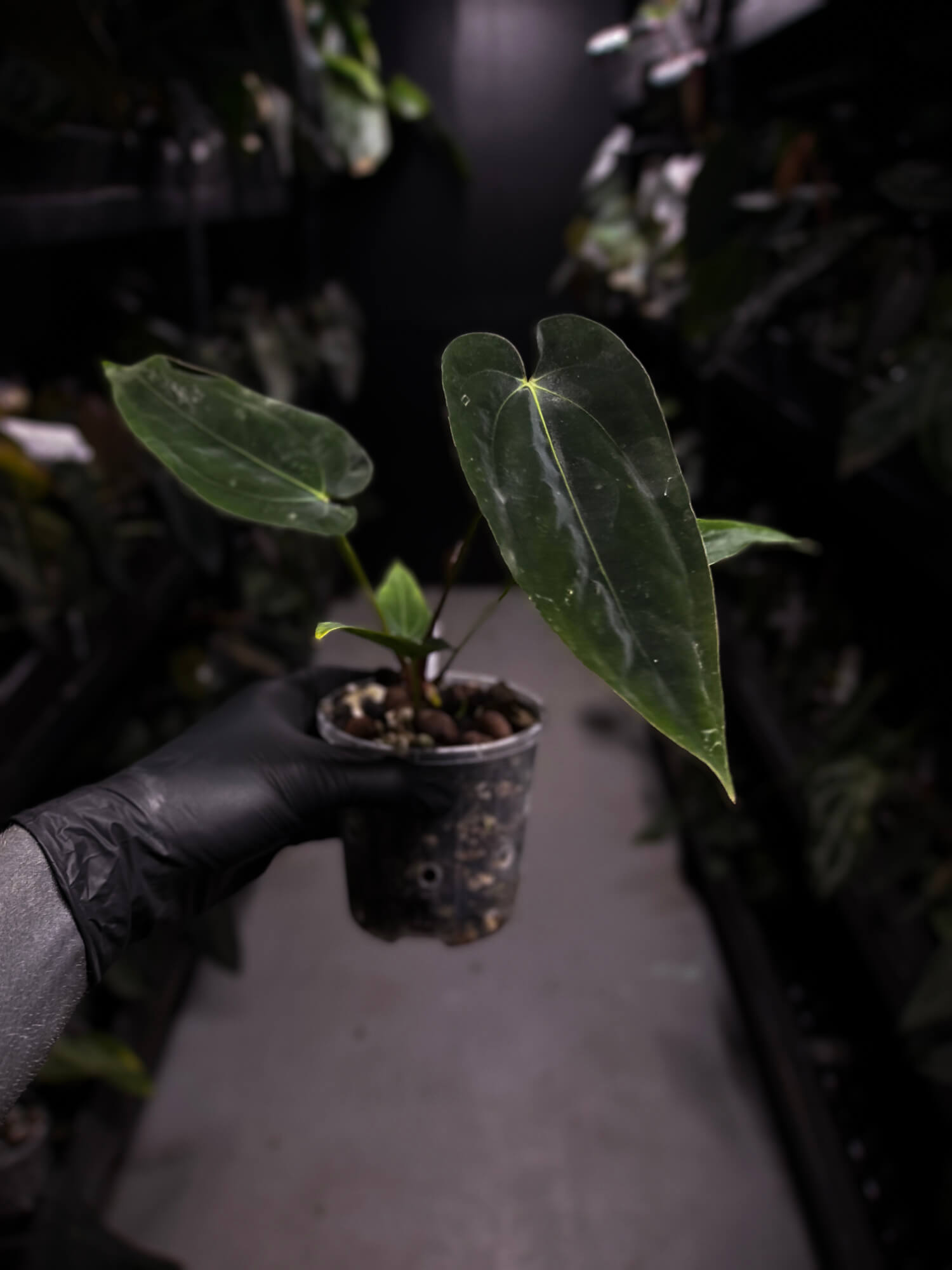 Anthurium papillilaminum 'RA6' x antolakii / 'BVEP' ('Round x RA')