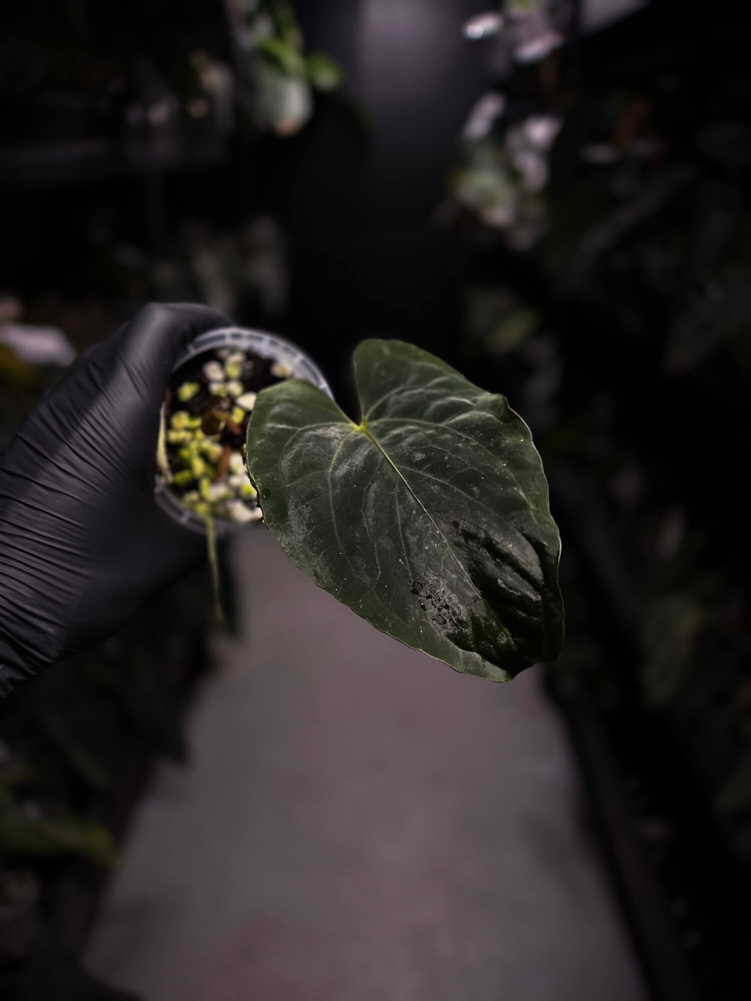 Anthurium papillilaminum • select holdback