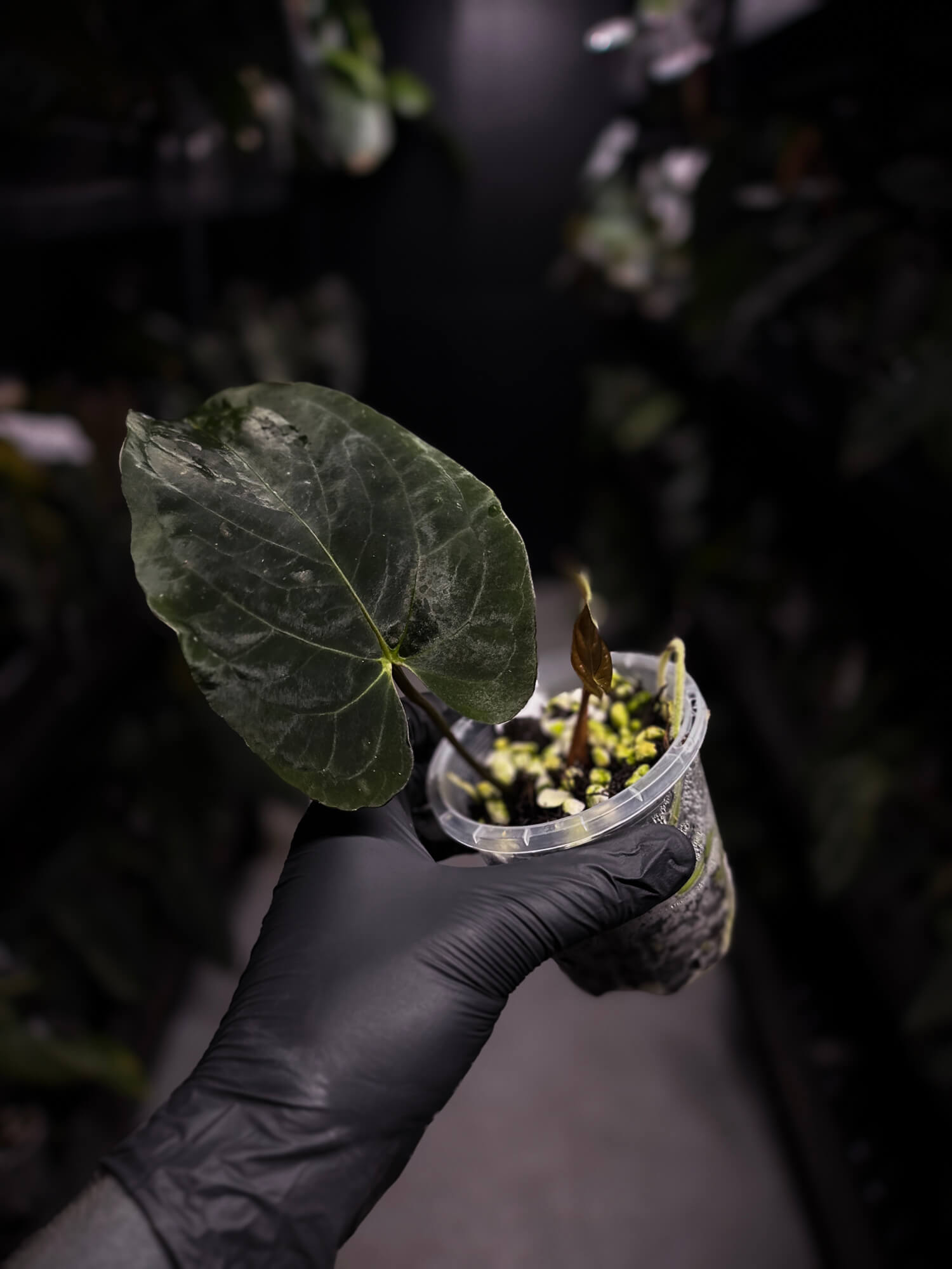 Anthurium papillilaminum • select holdback