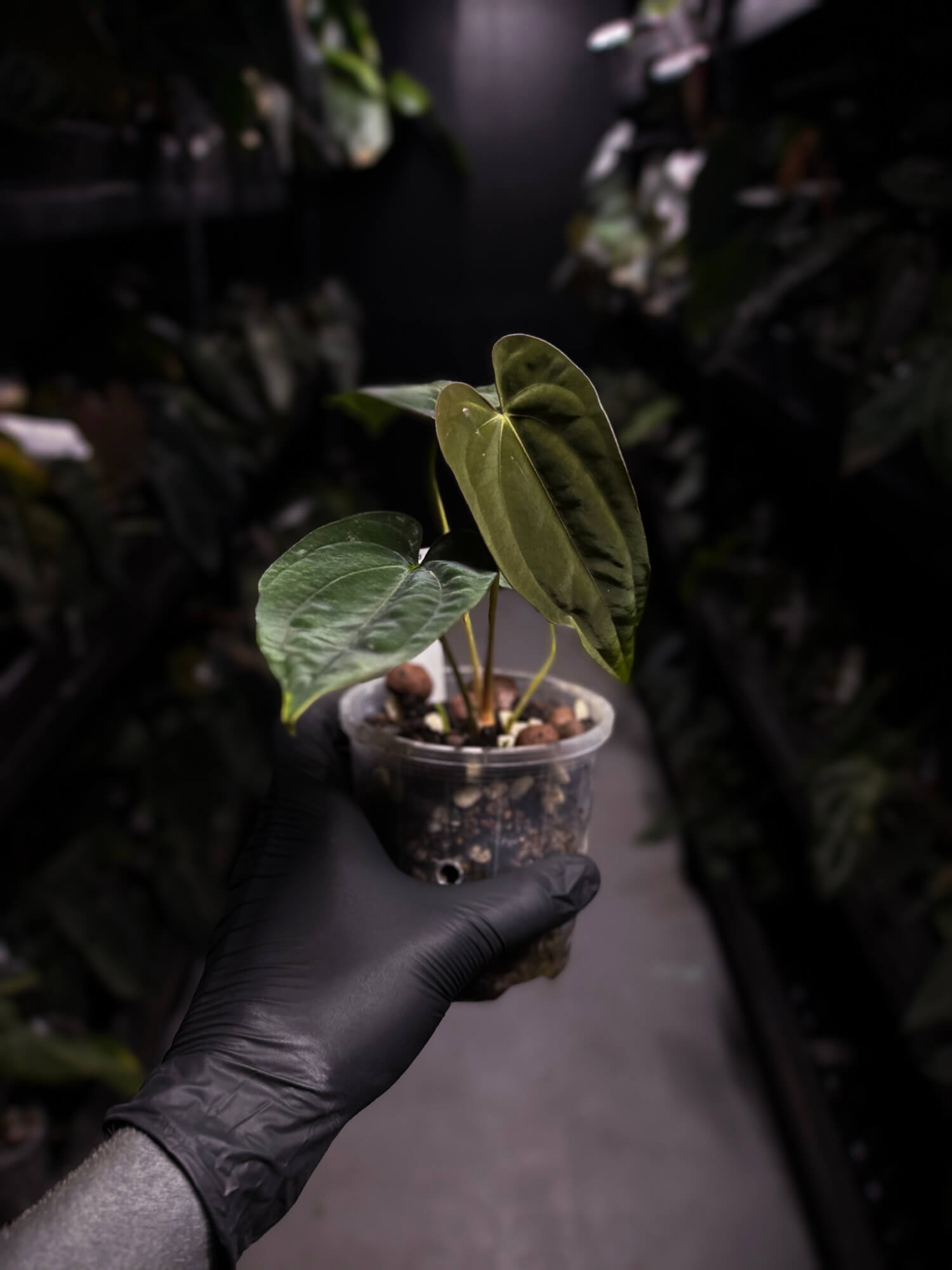 Anthurium papillilaminum 'RA6' x antolakii / 'BVEP' ('Round x RA')