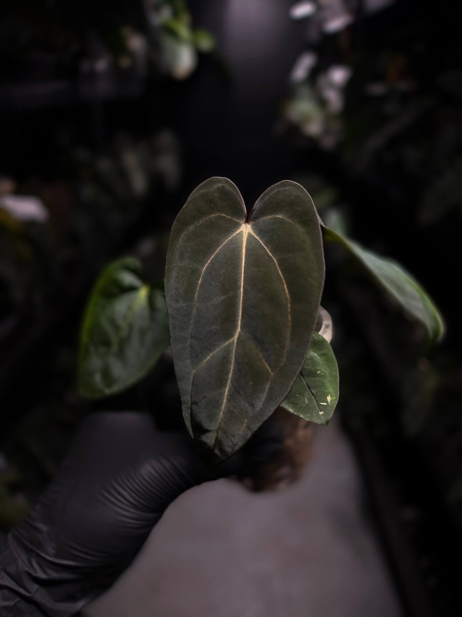 Anthurium (carlablackiae x dressleri) x carlablackiae