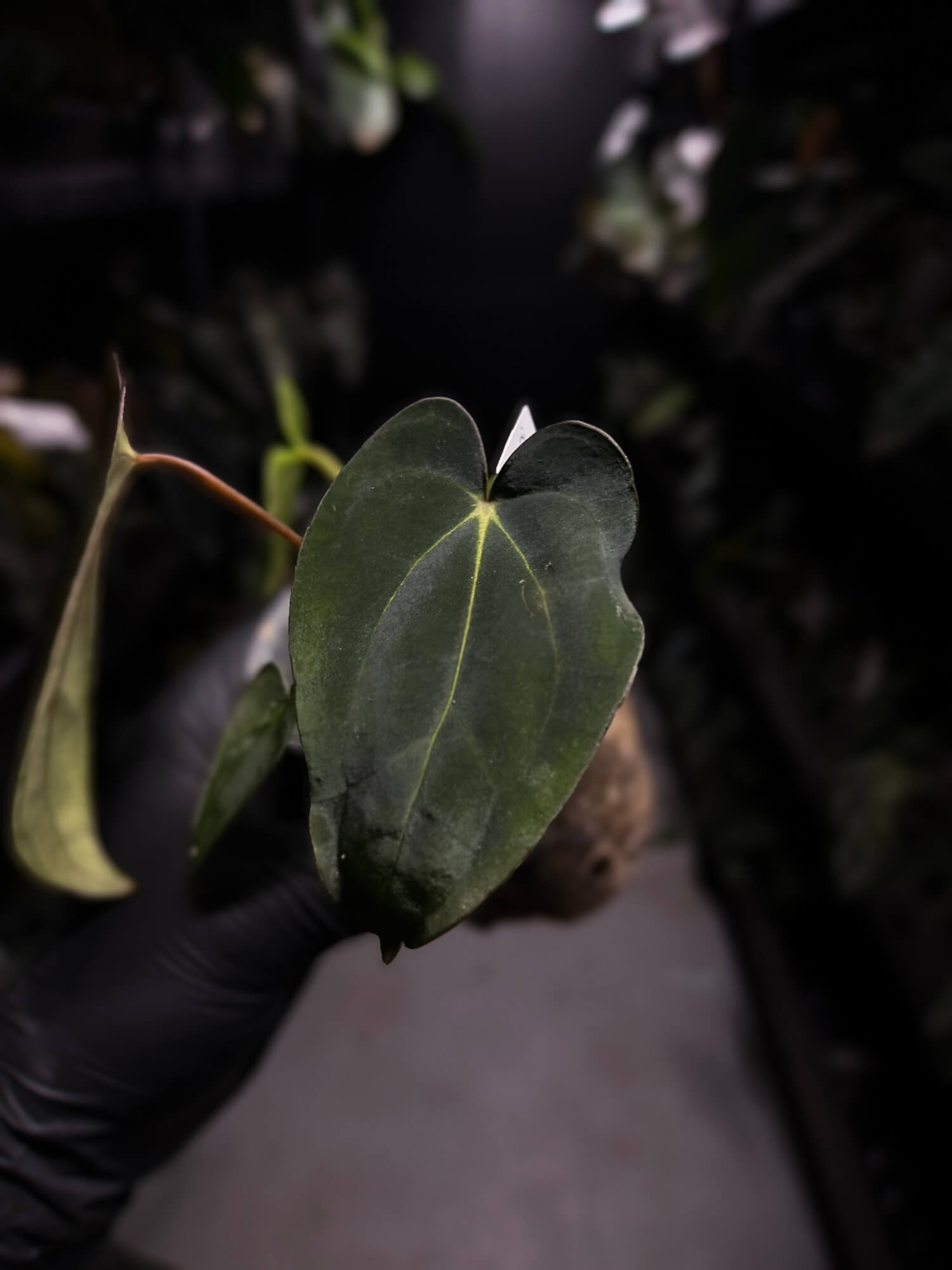 Anthurium (carlablackiae x dressleri) x carlablackiae