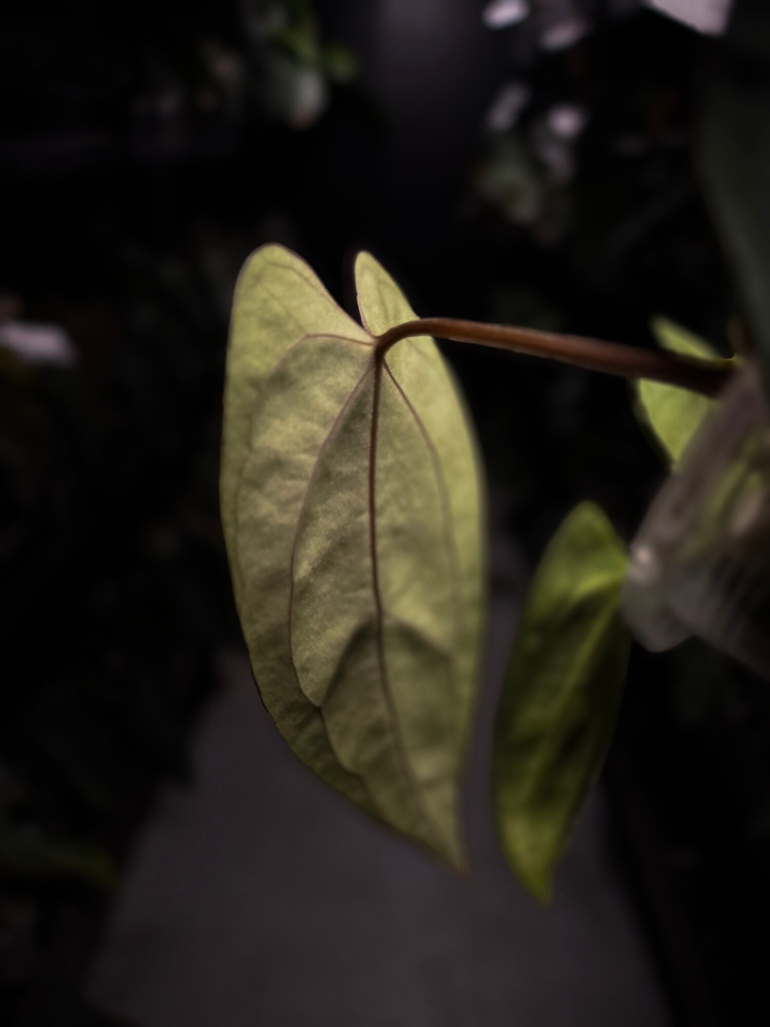 Anthurium (carlablackiae x dressleri) x carlablackiae