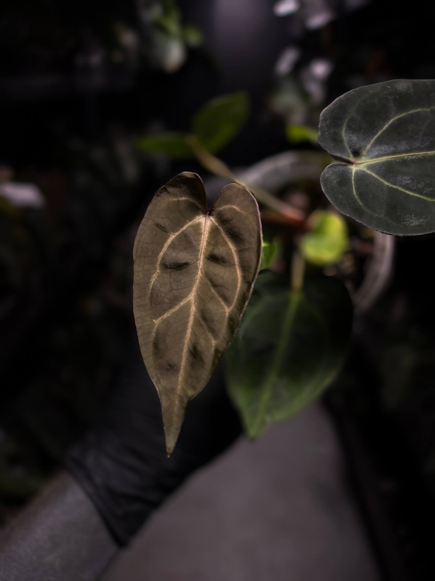 Anthurium (carlablackiae x dressleri) x carlablackiae