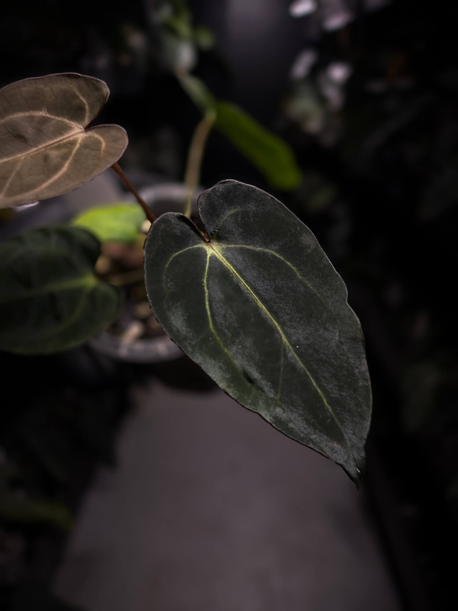 Anthurium (carlablackiae x dressleri) x carlablackiae