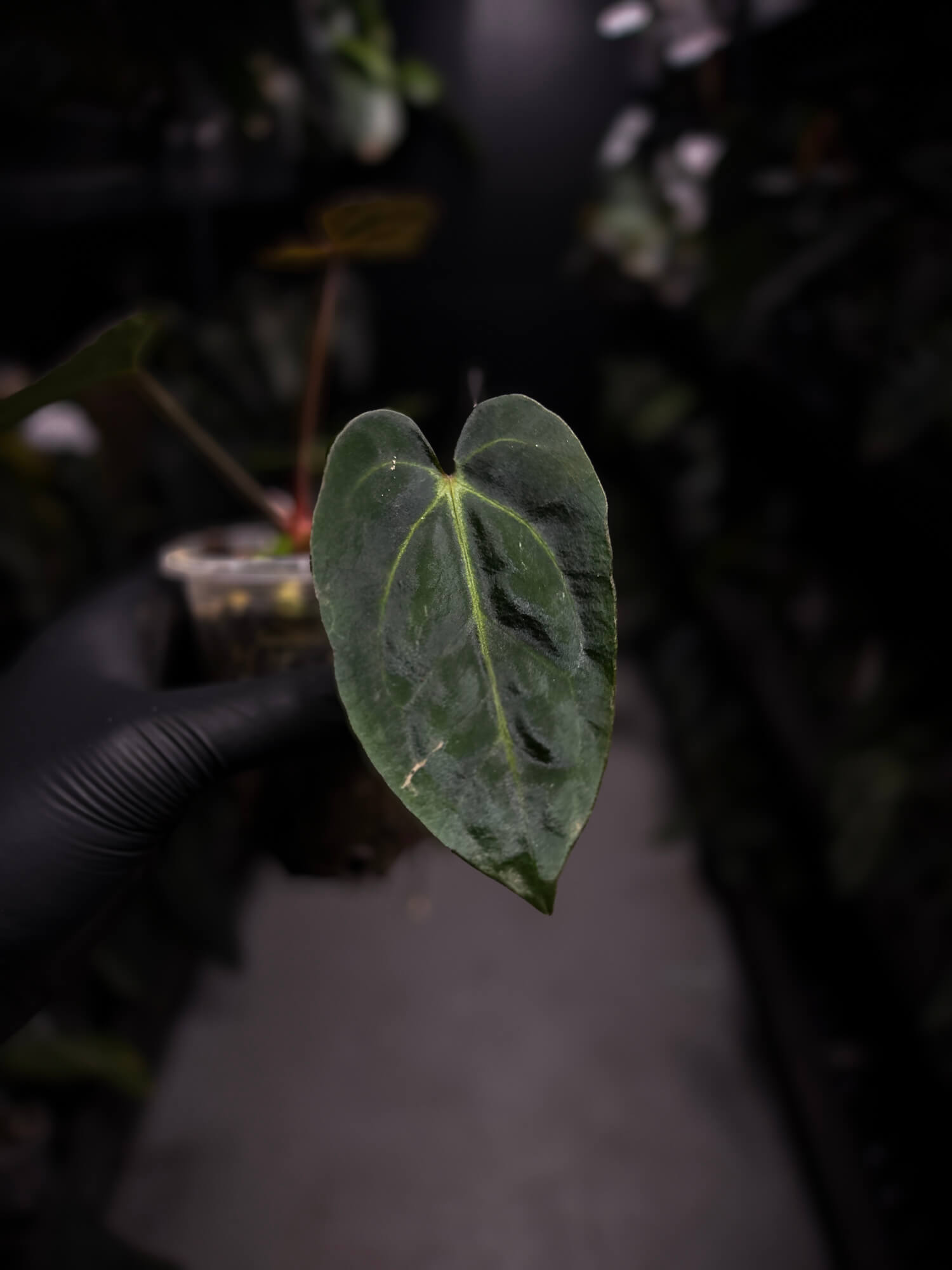 Anthurium (carlablackiae x dressleri) x carlablackiae