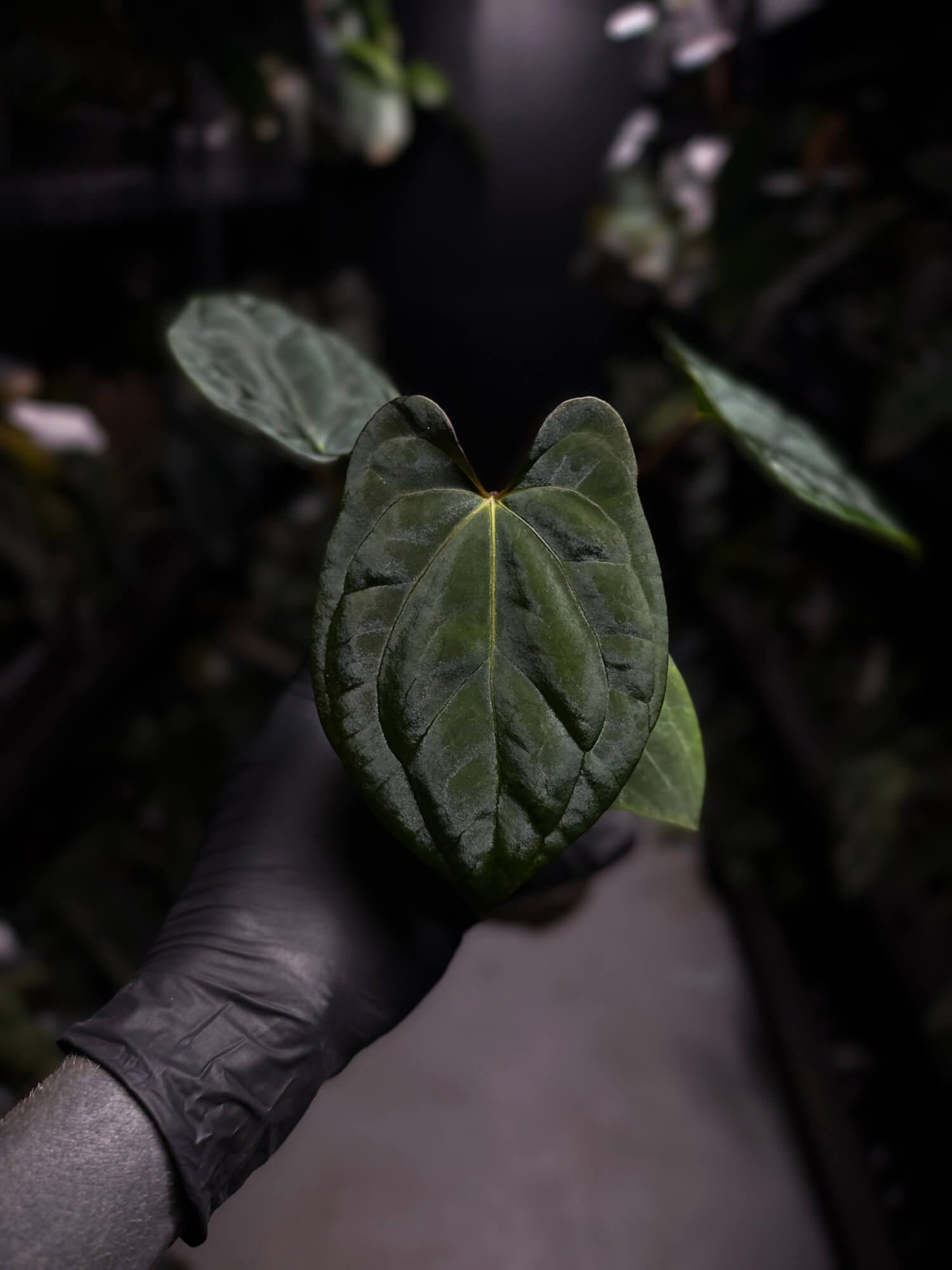 Anthurium 'Dark Phoenix' x 'RVDP'