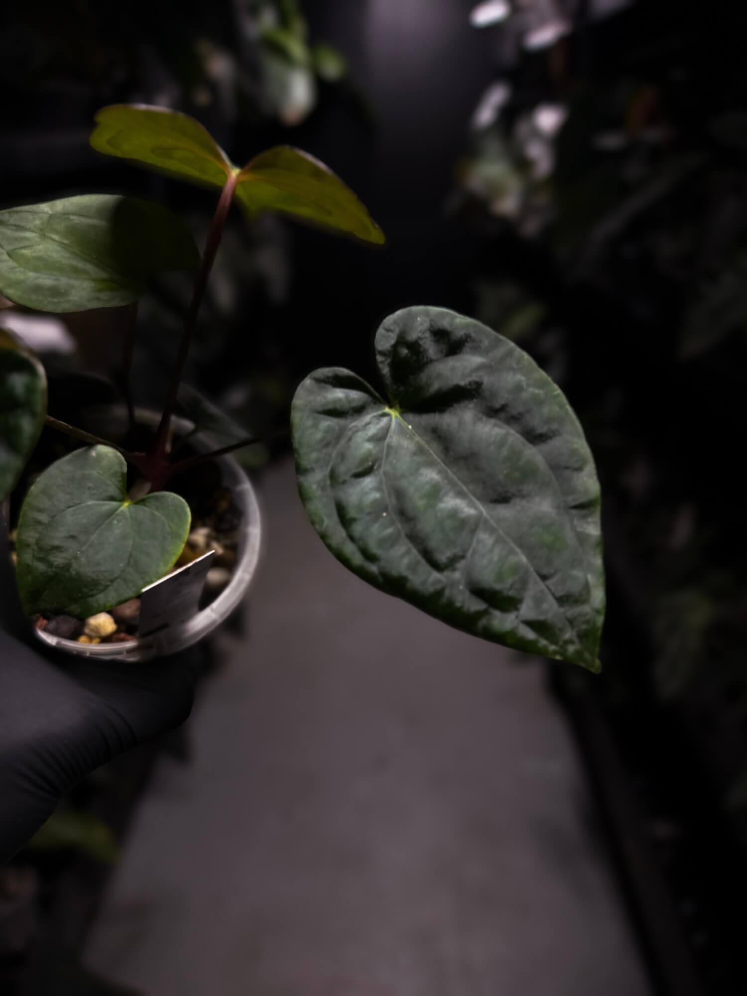 Anthurium 'Dark Phoenix' x 'RVDP'
