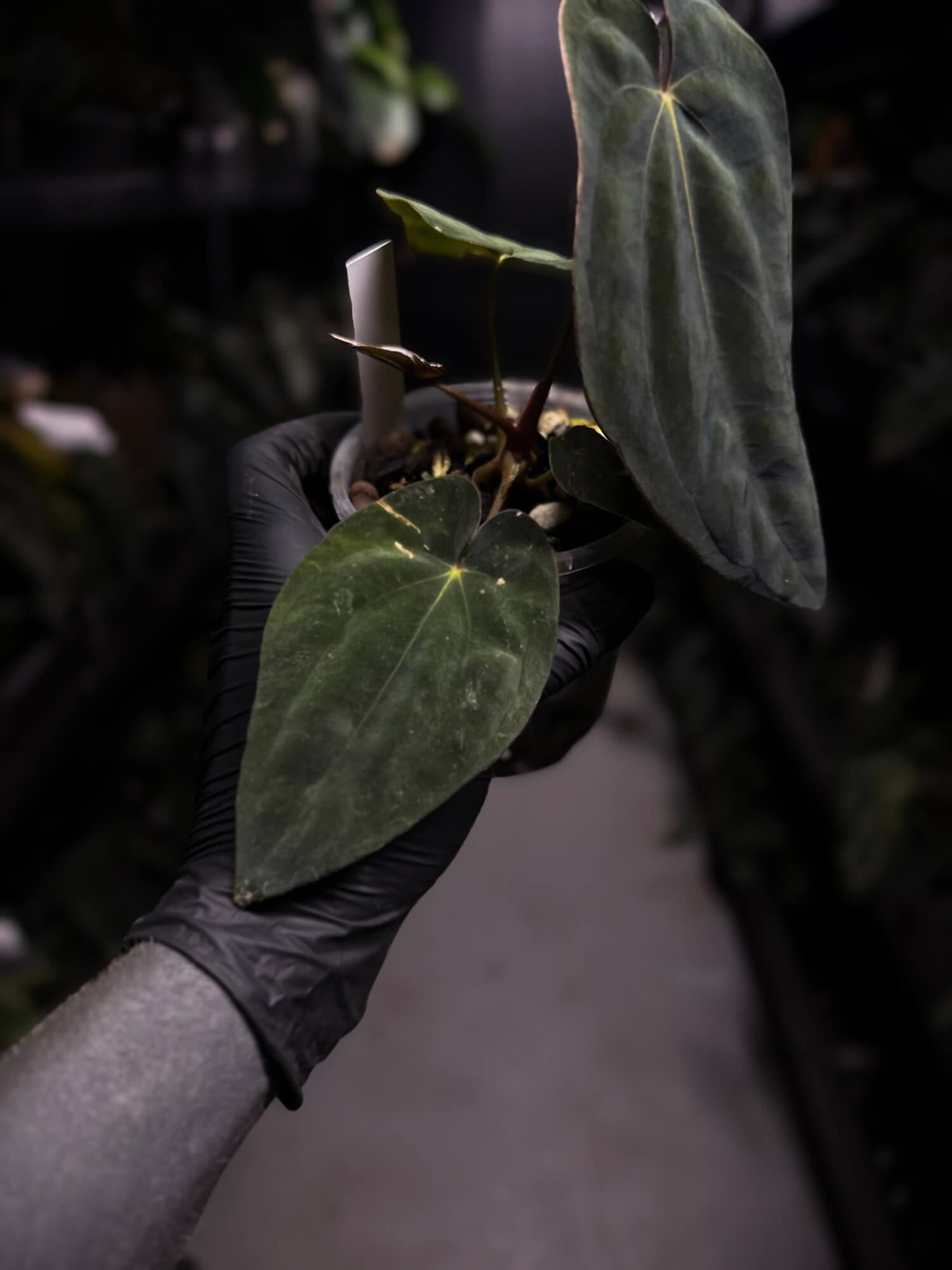 Anthurium antolakii / 'BVEP' f2