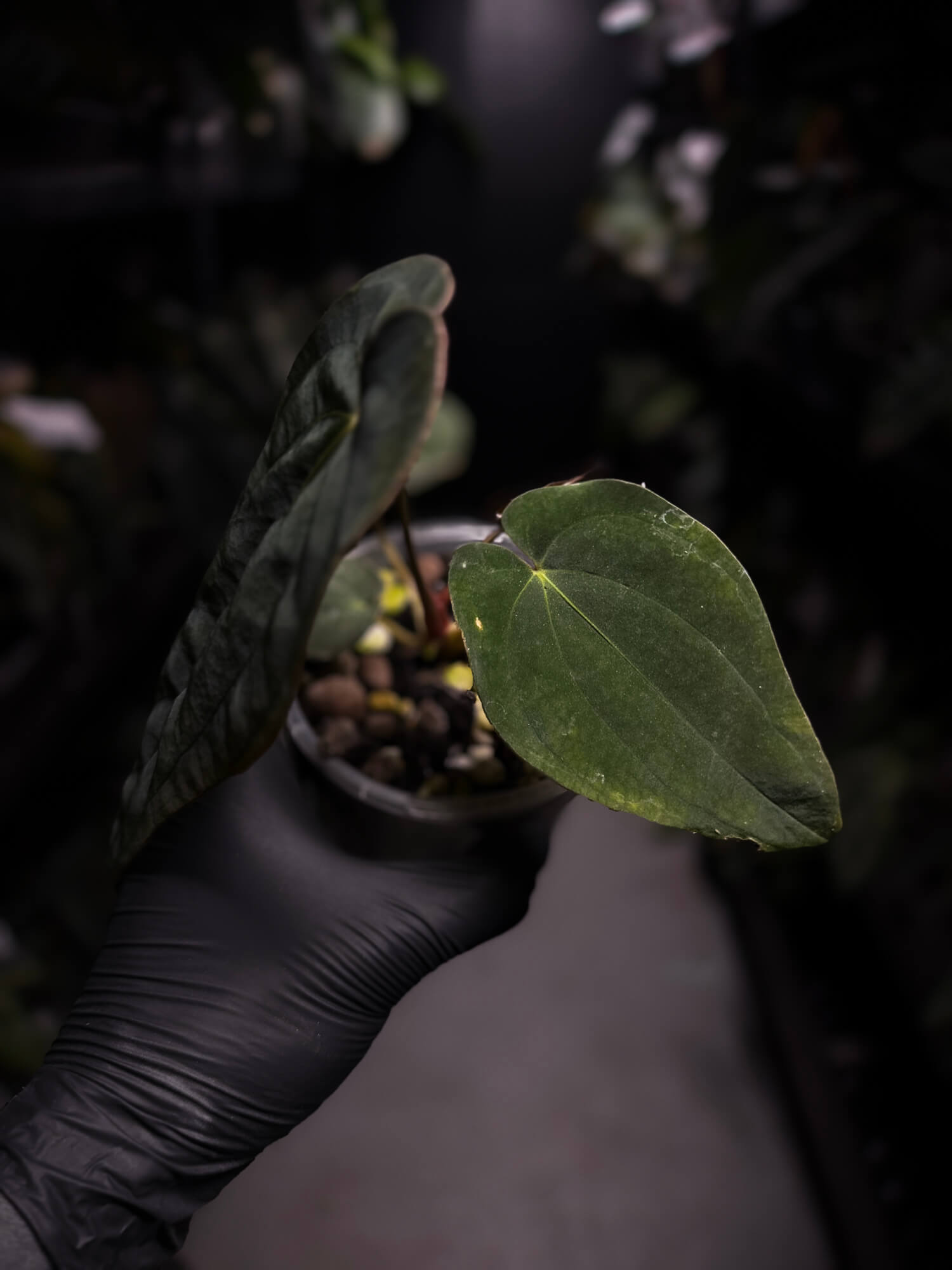 Anthurium antolakii / 'BVEP' f2