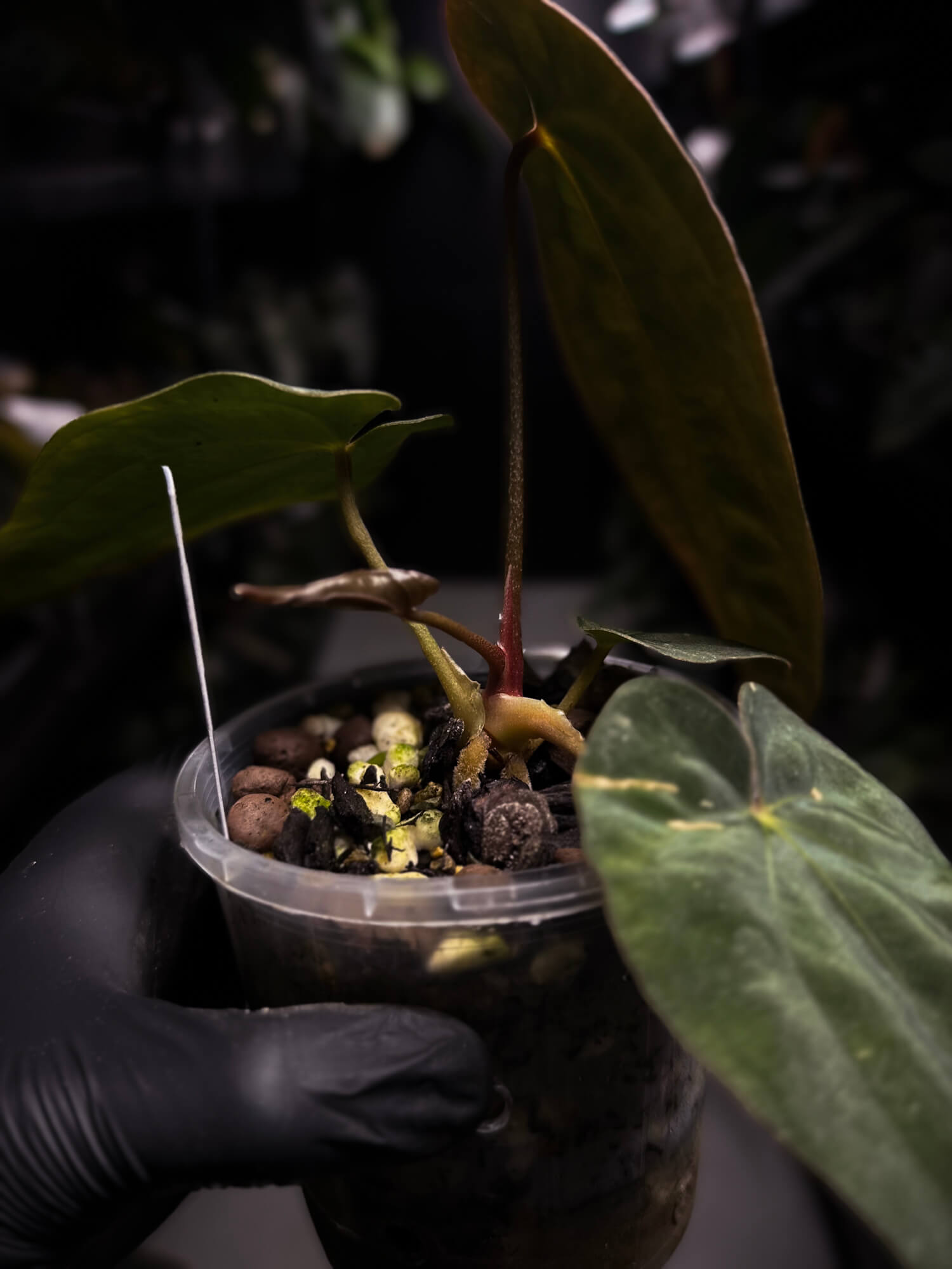 Anthurium antolakii / 'BVEP' f2