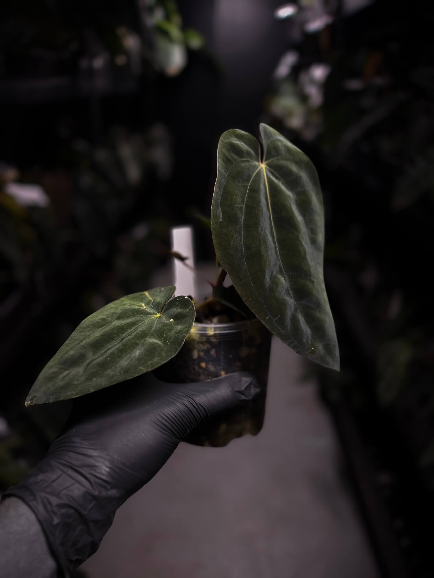 Anthurium antolakii / 'BVEP' f2
